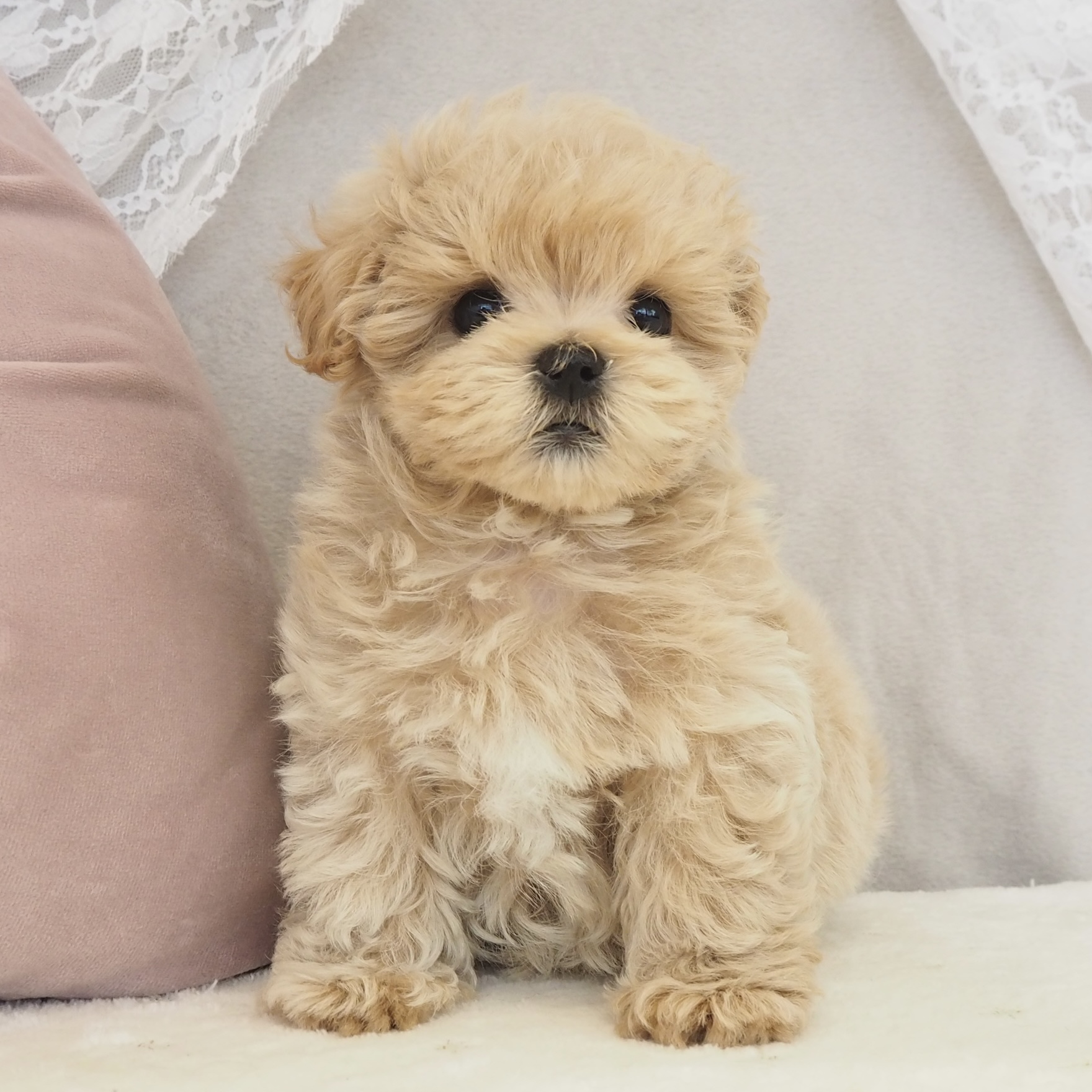 大阪府のマルプー(マルチーズ×プードル) (犬の家＆猫の里もりのみやキューズモールBASE店/2026年2月10日生まれ/男の子/アプリコット)の子犬の3枚目の画像