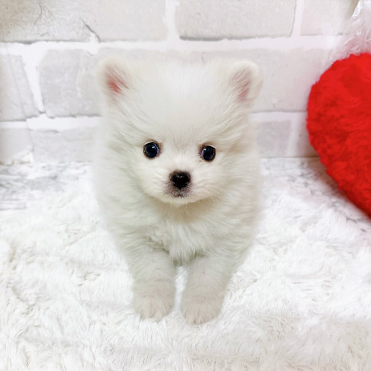 京都府のポメチワ/チワポメ/ポメチー(ポメラニアン×チワワ) (犬の家＆猫の里京都精華店/2026年2月10日生まれ/男の子/クリームホワイト)の子犬の3枚目の画像