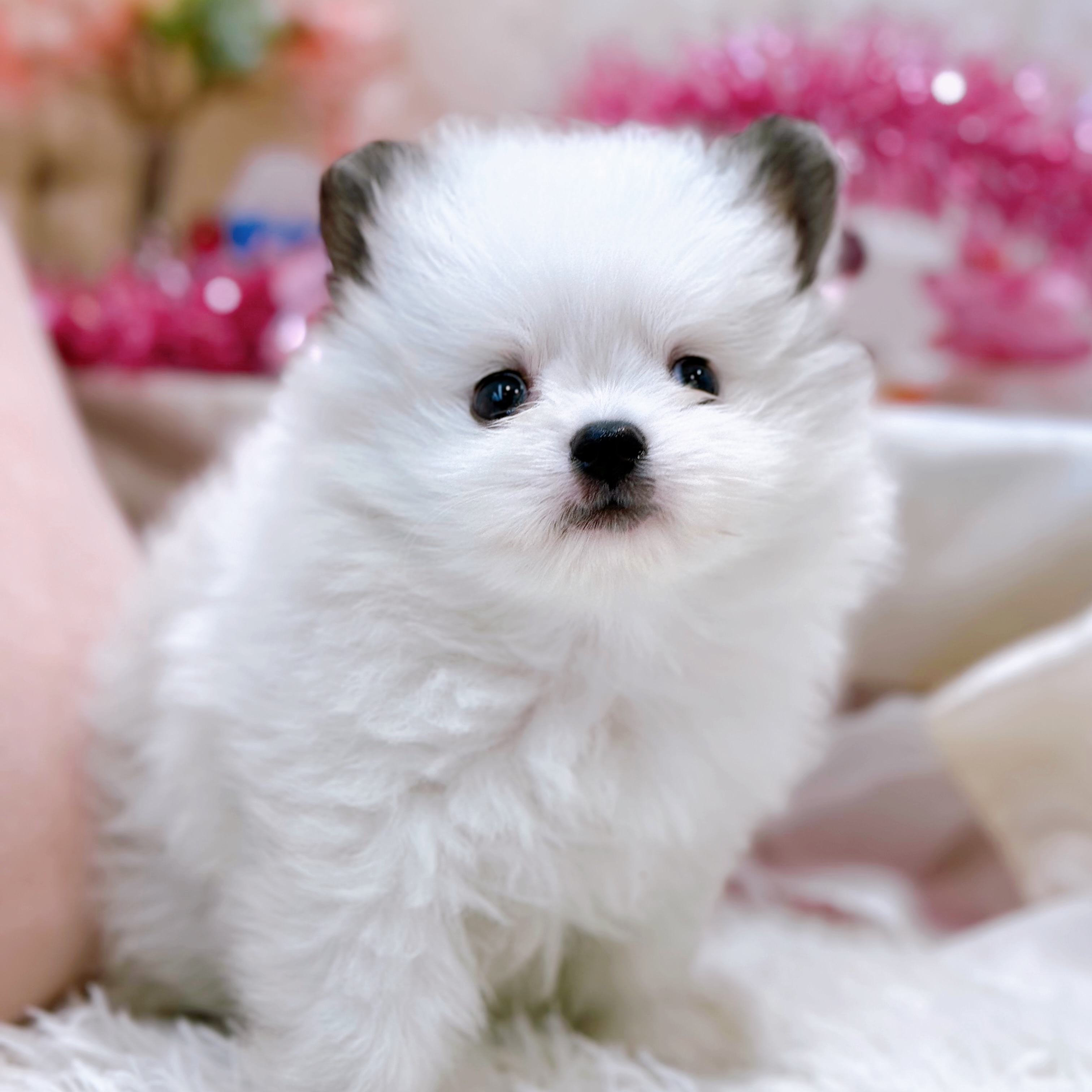 岡山県のポメチワ/チワポメ/ポメチー(ポメラニアン×チワワ) (犬の家＆猫の里倉敷店/2026年2月10日生まれ/男の子/パーティーカラー)の子犬の3枚目の画像