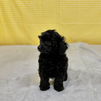 愛知県のトイプードル(トイ) (犬の家＆猫の里一宮店/2026年2月9日生まれ/女の子/ブラック)の子犬の3枚目の画像