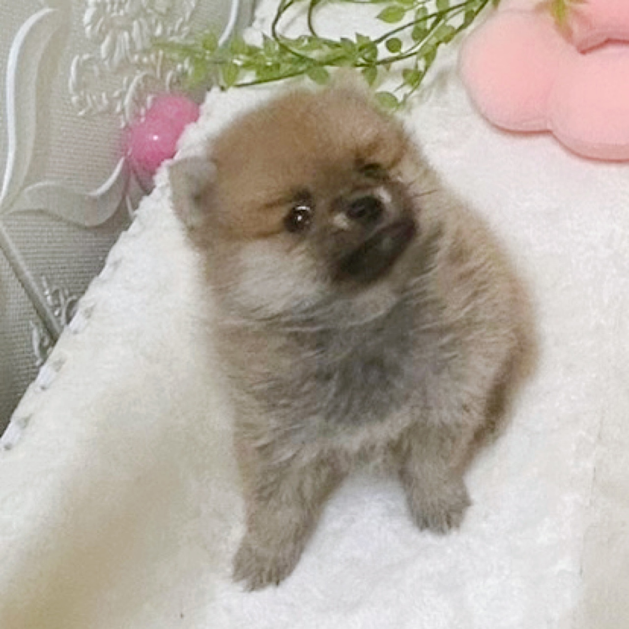 愛知県のポメ柴/豆ポメ/ポメ豆柴(ポメラニアン×柴犬) (犬の家＆猫の里岡崎店/2026年2月4日生まれ/女の子/赤)の子犬の3枚目の画像