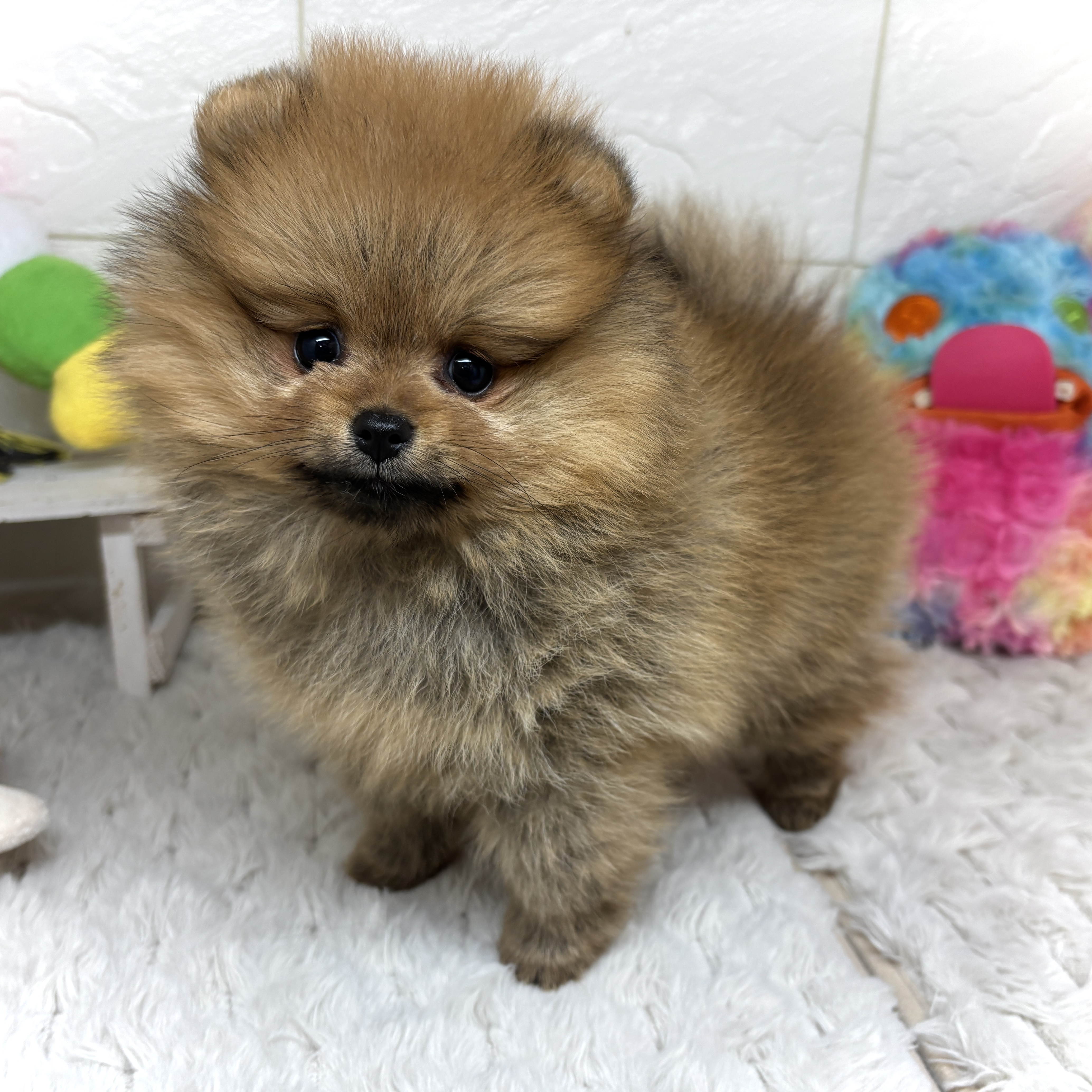 兵庫県のポメラニアン (犬の家＆猫の里ゆめタウン姫路店/2026年2月9日生まれ/女の子/オレンジ)の子犬の1枚目の画像