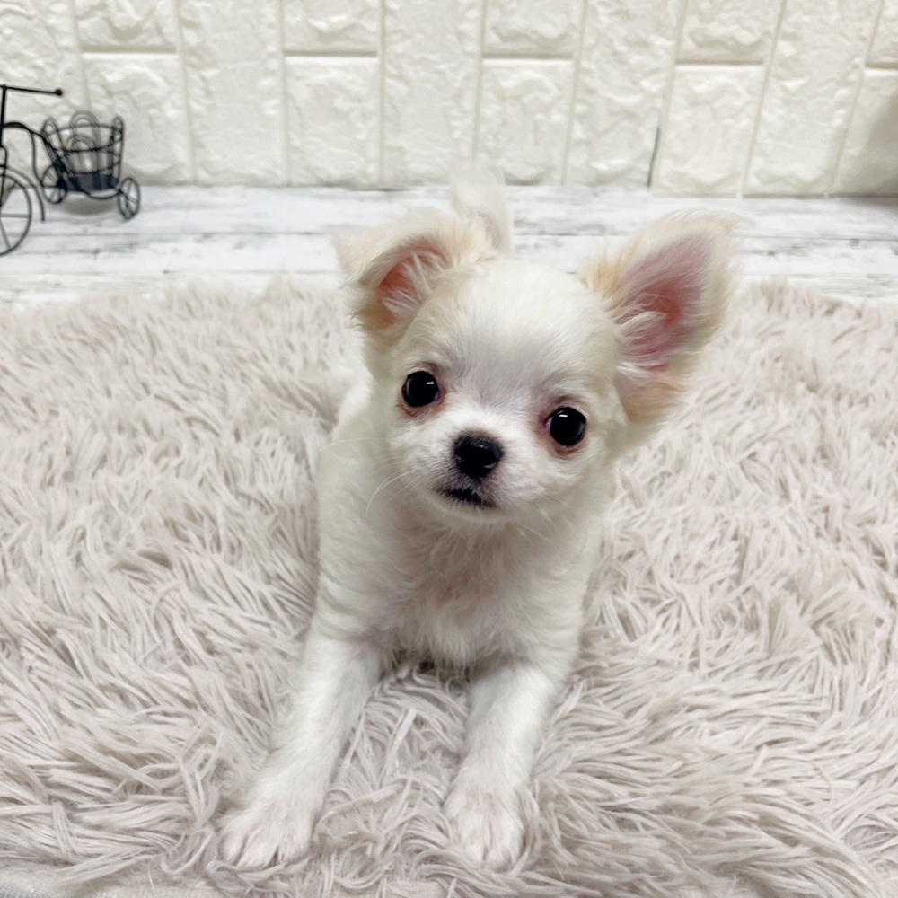 岡山県のチワワ(ロング) (犬の家＆猫の里岡山店/2026年2月11日生まれ/女の子/ホワイトクリーム)の子犬の3枚目の画像
