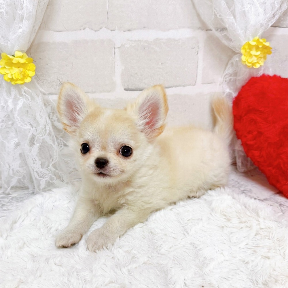 京都府のチワワ(ロング) (犬の家＆猫の里京都精華店/2026年2月11日生まれ/男の子/クリームホワイト)の子犬の3枚目の画像