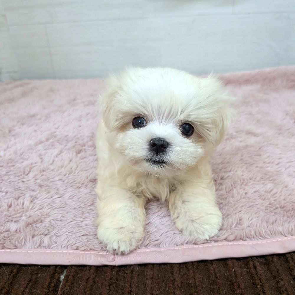 愛知県のマルチーズ (犬の家＆猫の里碧南店/2026年2月8日生まれ/女の子/ホワイト)の子犬の3枚目の画像