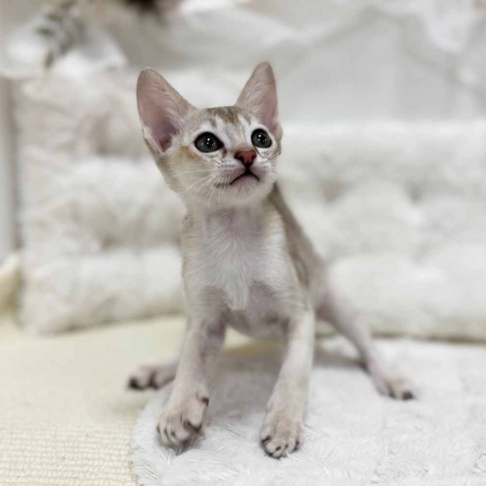 岐阜県のシンガプーラ (犬の家＆猫の里カラフルタウン岐阜店/2026年2月11日生まれ/男の子/セピアアグーティ)の子猫の3枚目の画像