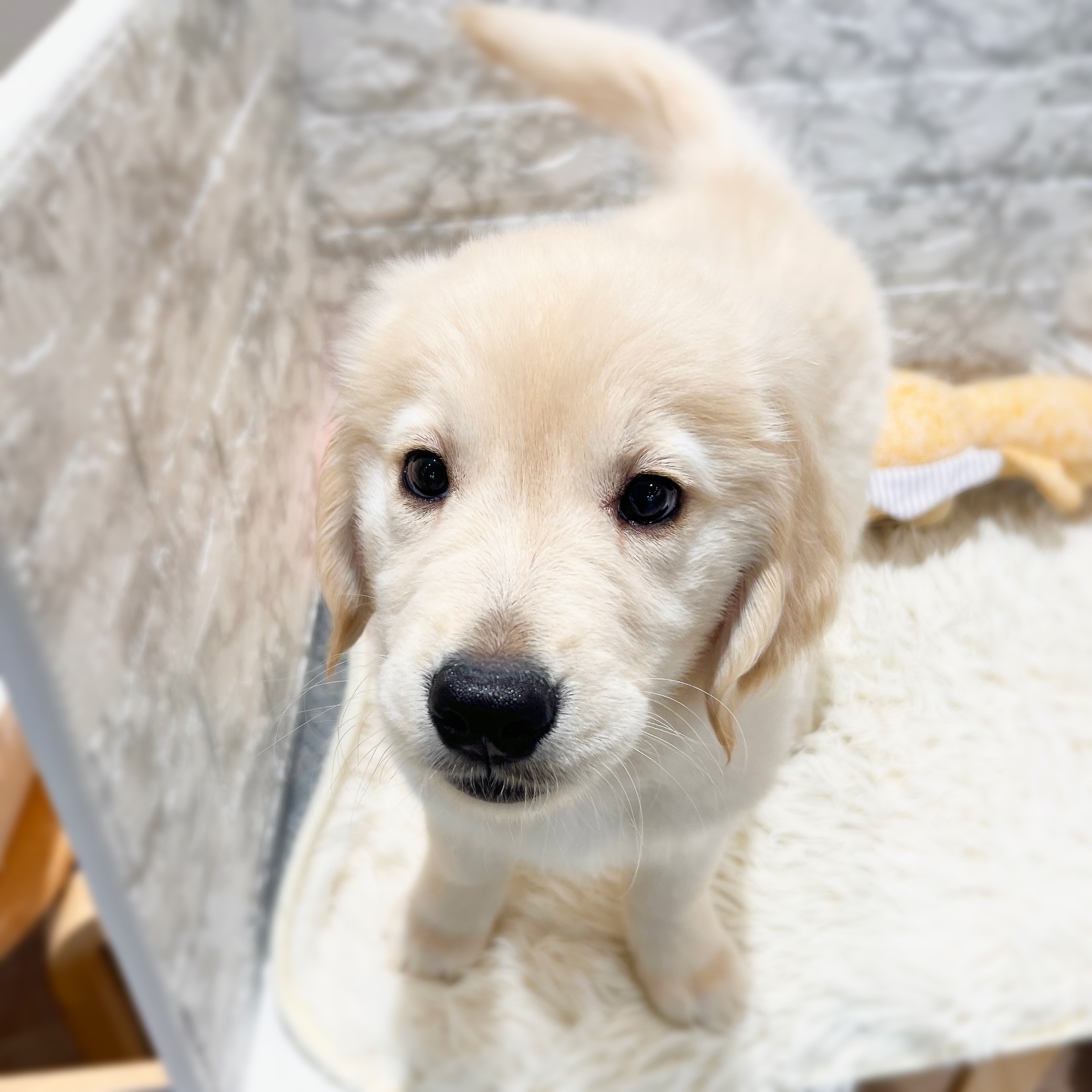 愛知県のゴールデンレトリバー (犬の家＆猫の里MiO香久山店/2026年2月11日生まれ/女の子/クリーム)の子犬の3枚目の画像