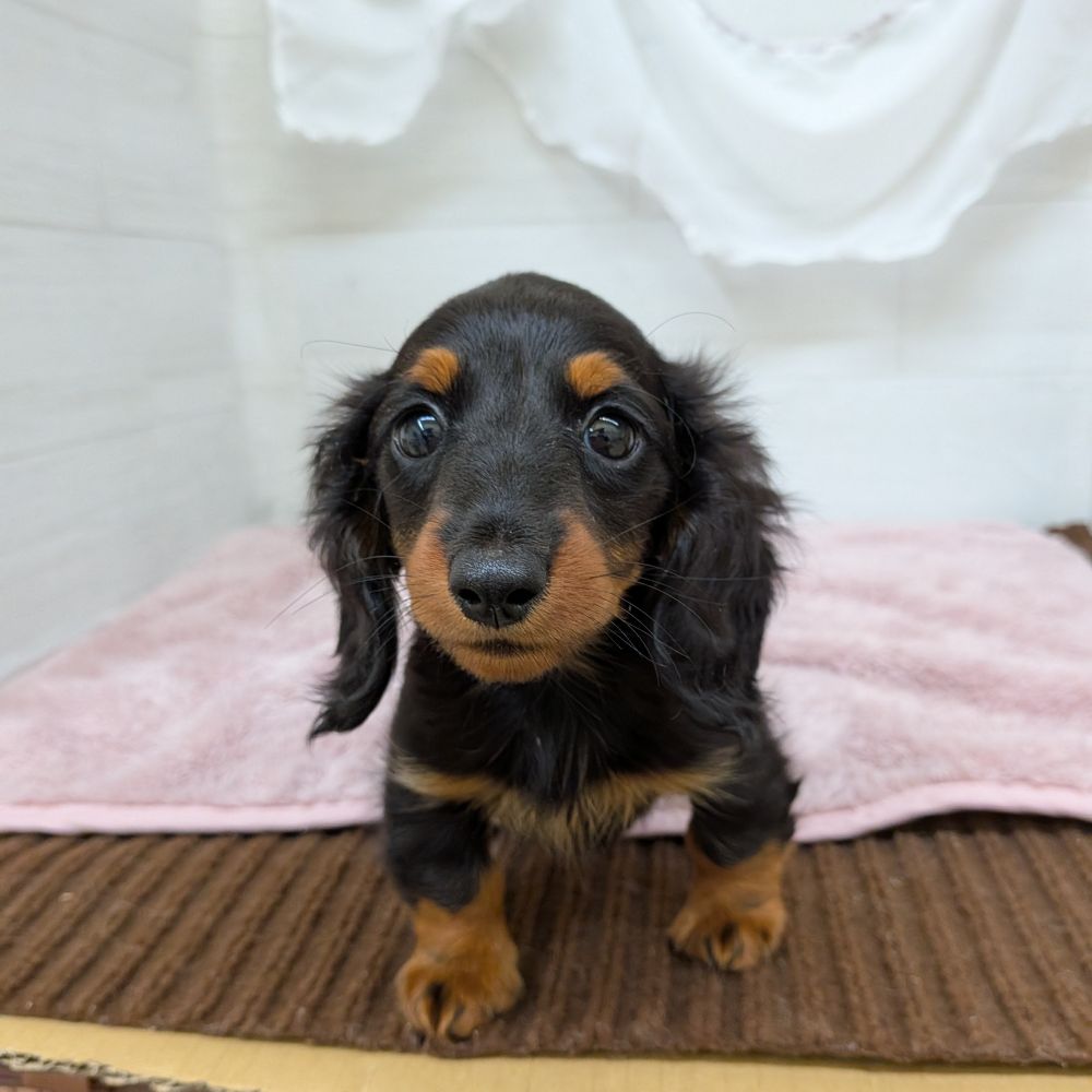 愛知県のミニチュアダックスフンド(ロング) (犬の家＆猫の里碧南店/2026年2月10日生まれ/女の子/ブラックタン)の子犬の3枚目の画像