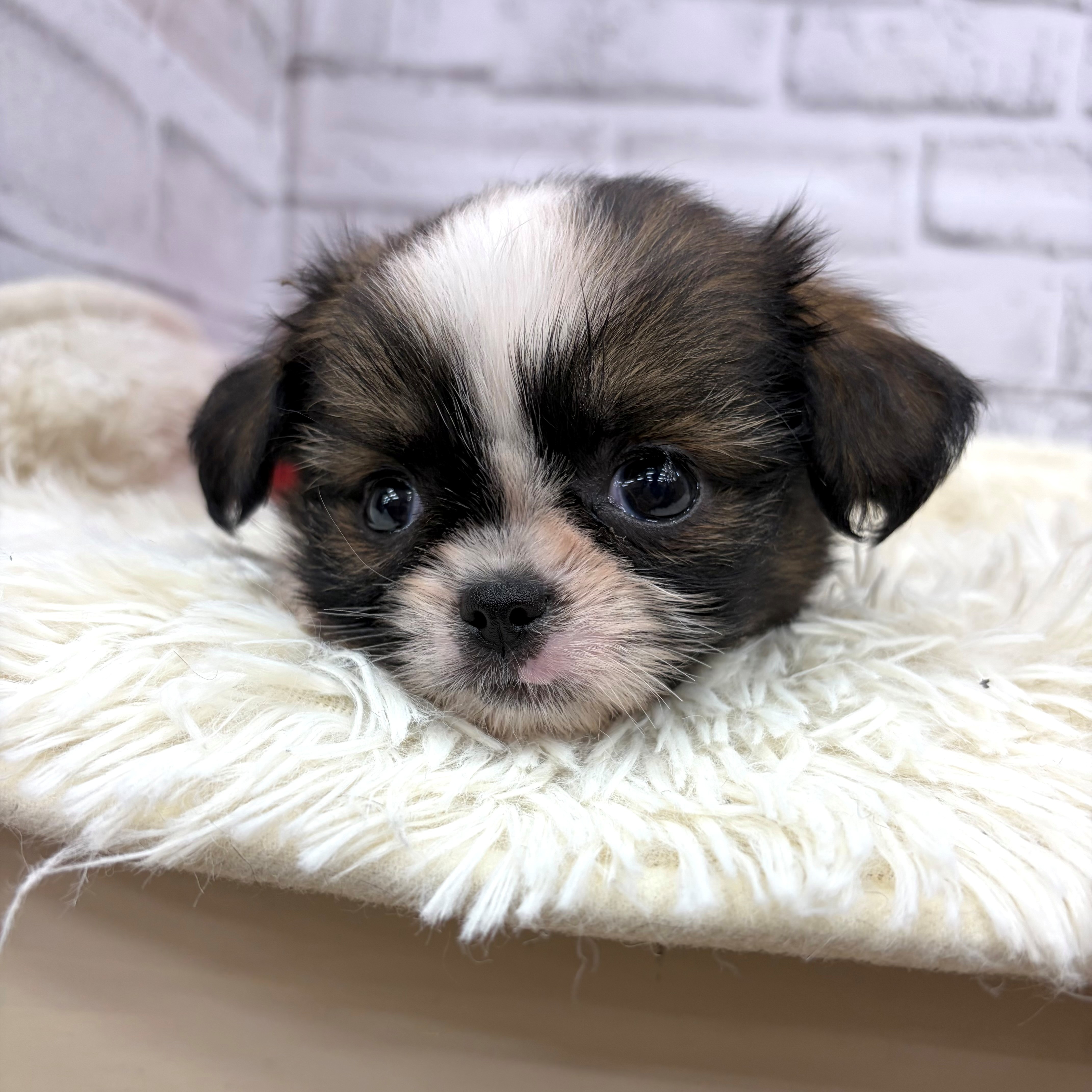 愛知県のチワズー/チワシーズ(チワワ×シーズー) (犬の家＆猫の里MEGAドン・キホーテ東海名和店/2026年2月11日生まれ/女の子/ブラウンホワイト)の子犬の3枚目の画像