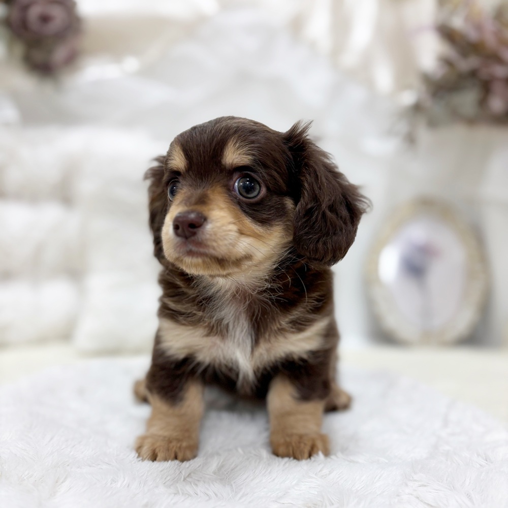 岐阜県のチワックス(チワワ×ダックス) (犬の家＆猫の里カラフルタウン岐阜店/2026年2月11日生まれ/女の子/チョコレートタン)の子犬の3枚目の画像