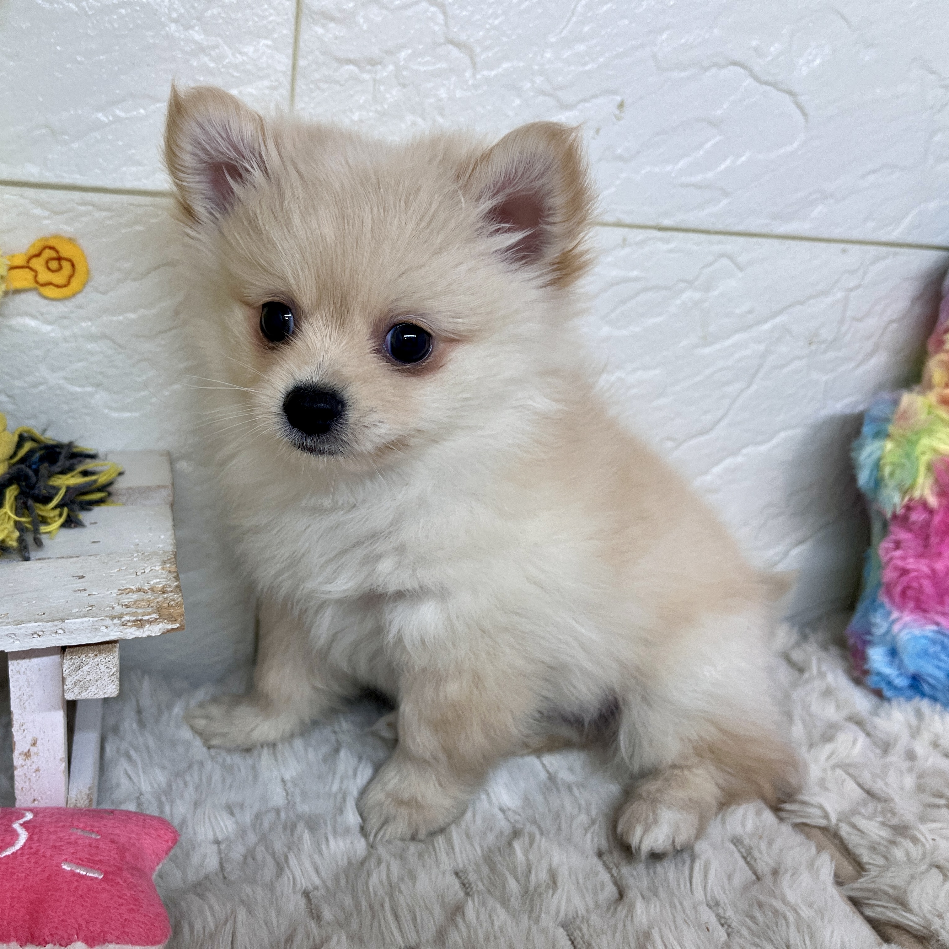 兵庫県のポメチワ/チワポメ/ポメチー(ポメラニアン×チワワ) (犬の家＆猫の里ゆめタウン姫路店/2026年2月10日生まれ/男の子/クリーム)の子犬の3枚目の画像