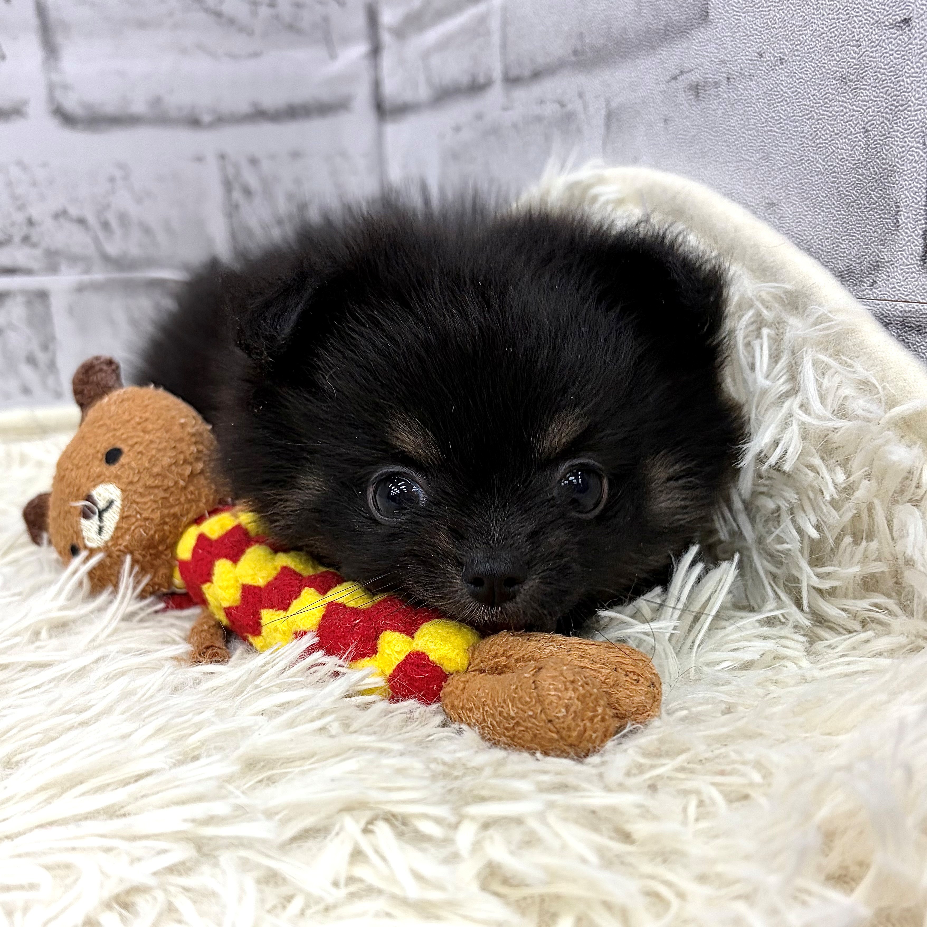 愛知県のポメチワ/チワポメ/ポメチー(ポメラニアン×チワワ) (犬の家＆猫の里MEGAドン・キホーテ東海名和店/2026年2月10日生まれ/女の子/ブラックタン)の子犬の3枚目の画像