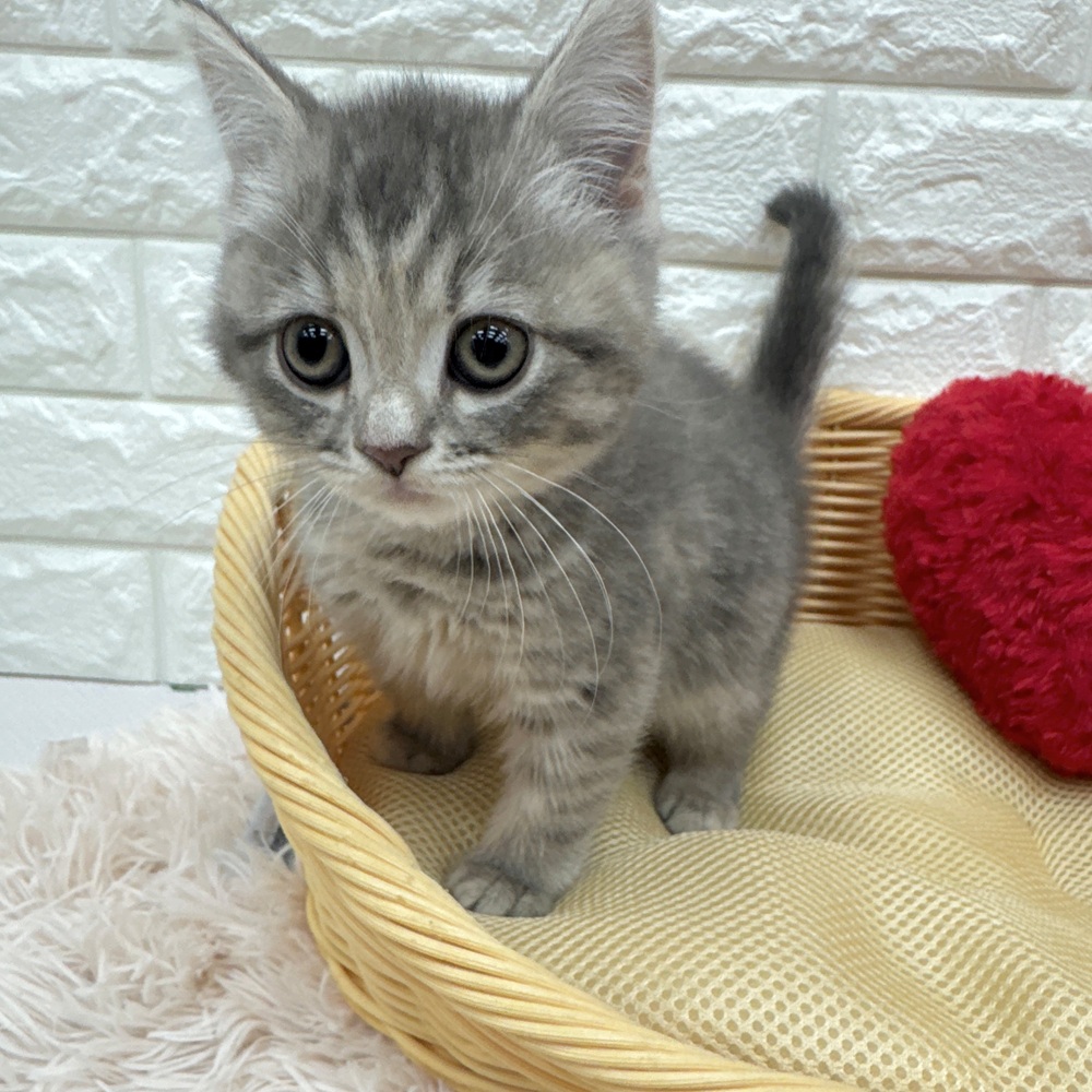 愛知県のスコティッシュフォールド (犬の家＆猫の里MEGAドン・キホーテ東海名和店/2026年2月9日生まれ/女の子/ブルーパッチドタビー)の子猫の1枚目の画像