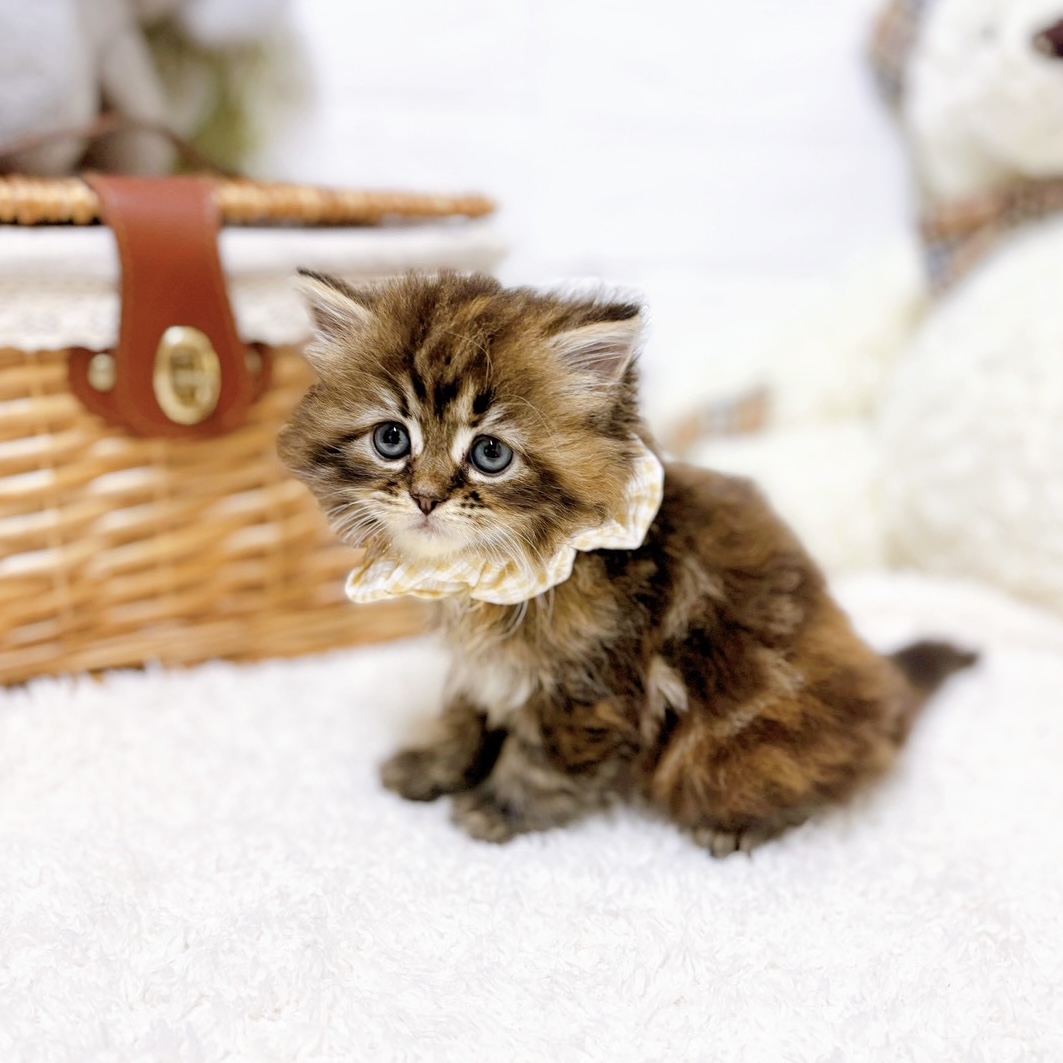 滋賀県のサイベリアン (犬の家＆猫の里近江八幡店/2026年2月10日生まれ/女の子/ブラウンタビー)の子猫の3枚目の画像