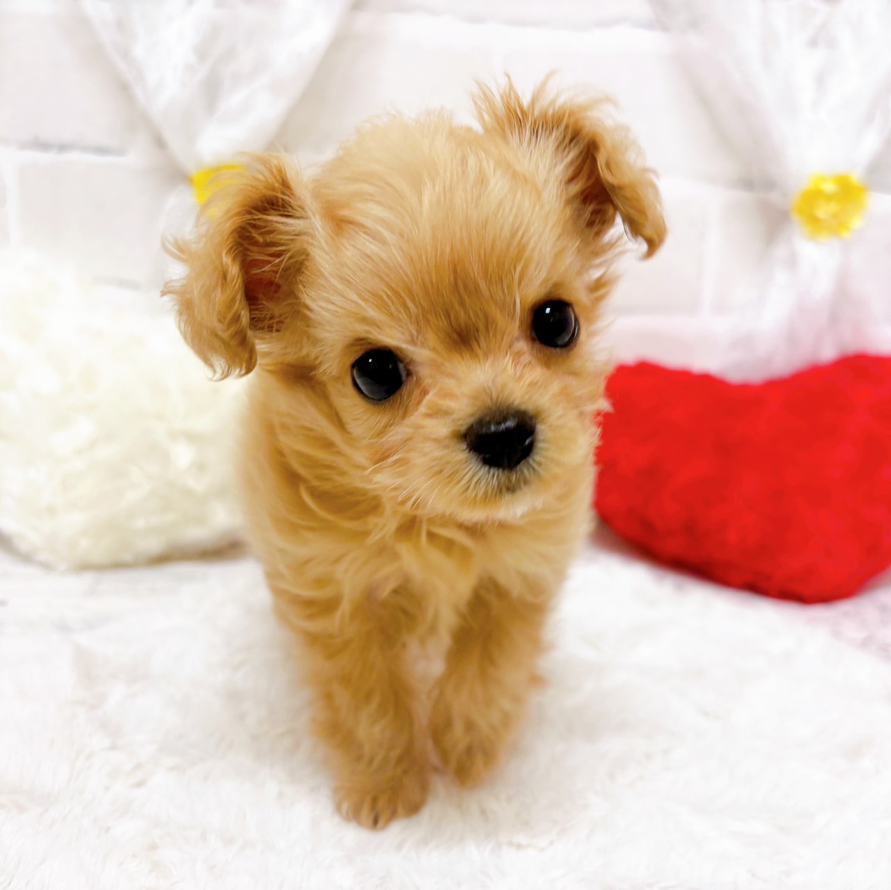 京都府のチワプー/プーチー(チワワ×プードル) (犬の家＆猫の里京都精華店/2026年2月10日生まれ/女の子/クリーム)の子犬の3枚目の画像