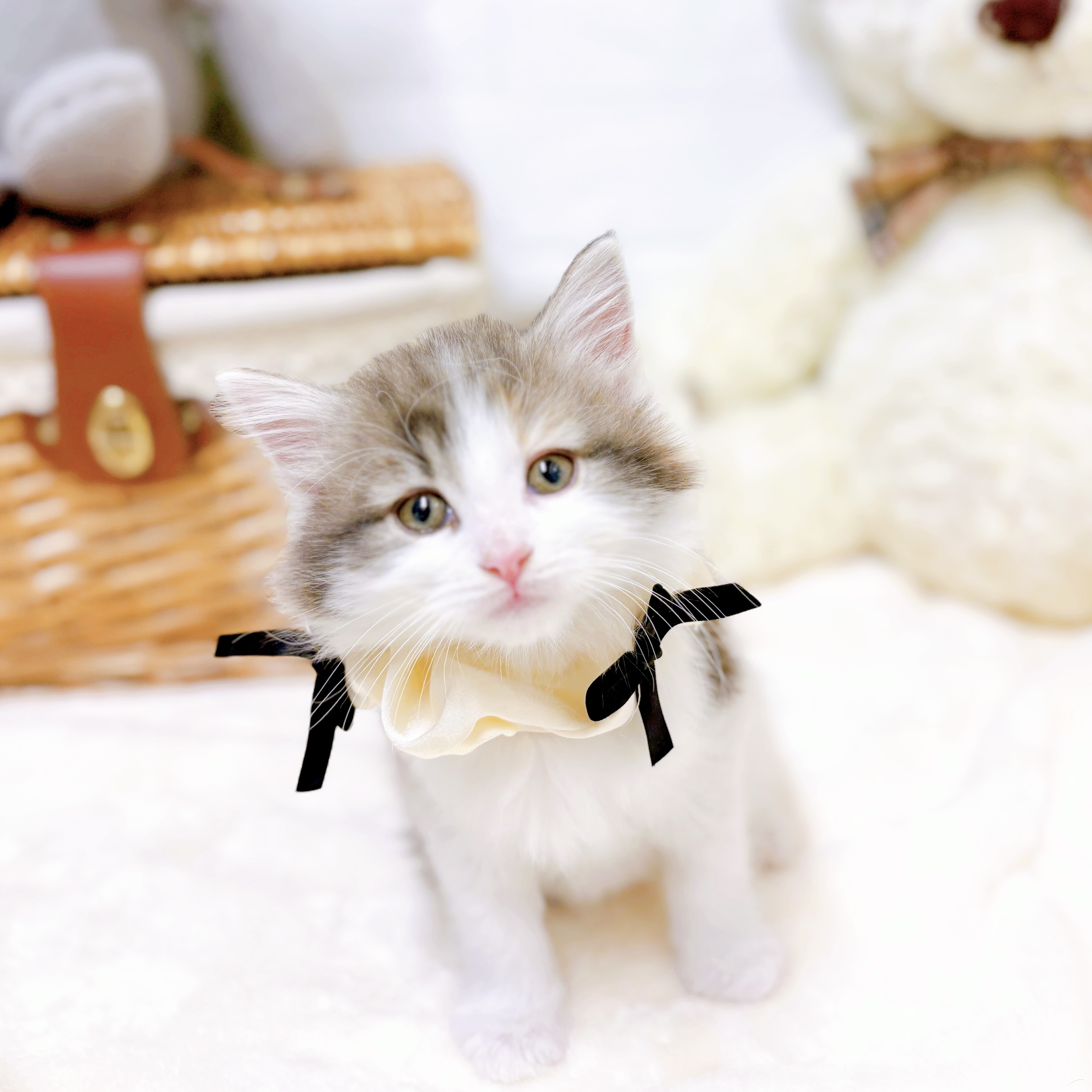 滋賀県のノルウェージャンフォレストキャット (犬の家＆猫の里近江八幡店/2026年2月11日生まれ/女の子/ブルーパッチドタビーホワイト)の子猫の3枚目の画像