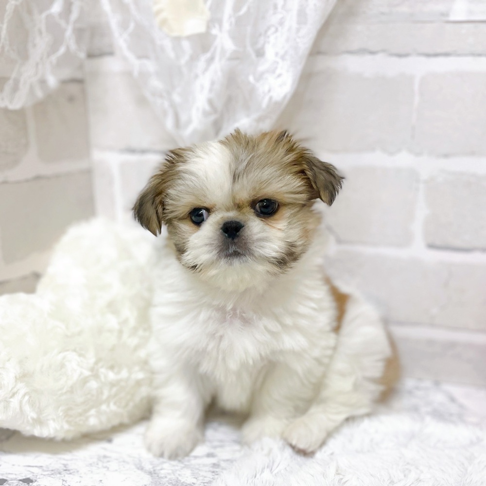 京都府のペキシーズー/ペキズー(ペキニーズ×シーズー) (犬の家＆猫の里京都精華店/2026年2月12日生まれ/男の子/ホワイトゴールド)の子犬の3枚目の画像