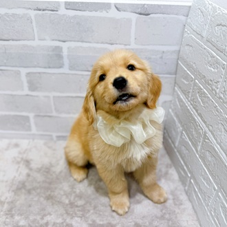 滋賀県のゴールデンレトリバー (犬の家＆猫の里長浜店/2026年2月12日生まれ/女の子/ゴールデン)の子犬の3枚目の画像