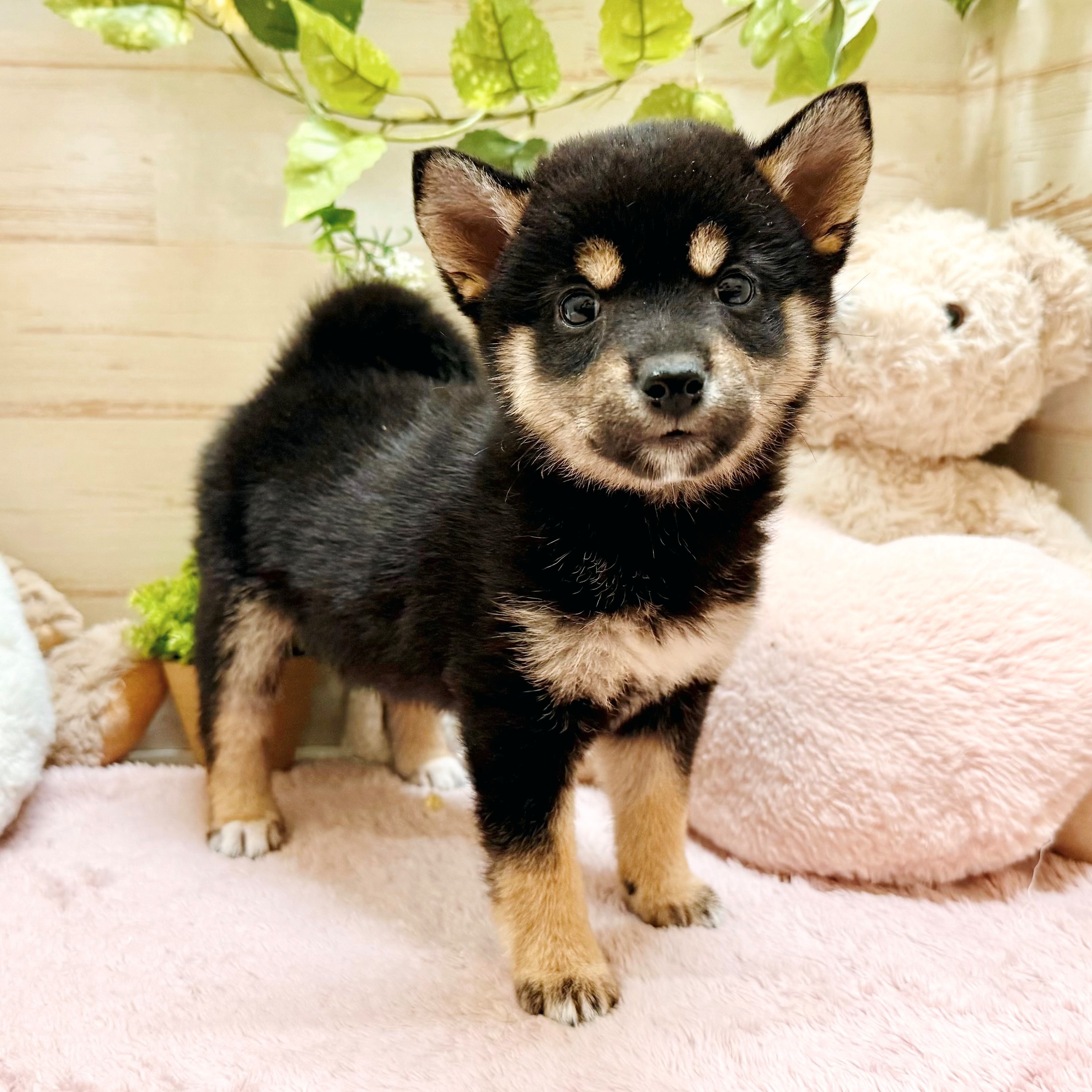 兵庫県の豆柴 (犬の家＆猫の里神戸店/2026年2月5日生まれ/女の子/黒)の子犬の3枚目の画像