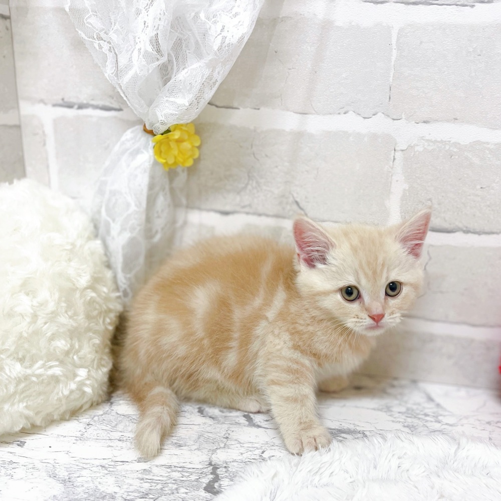 京都府のスコティッシュストレート (犬の家＆猫の里京都精華店/2026年2月3日生まれ/女の子/クリームタビー)の子猫の3枚目の画像