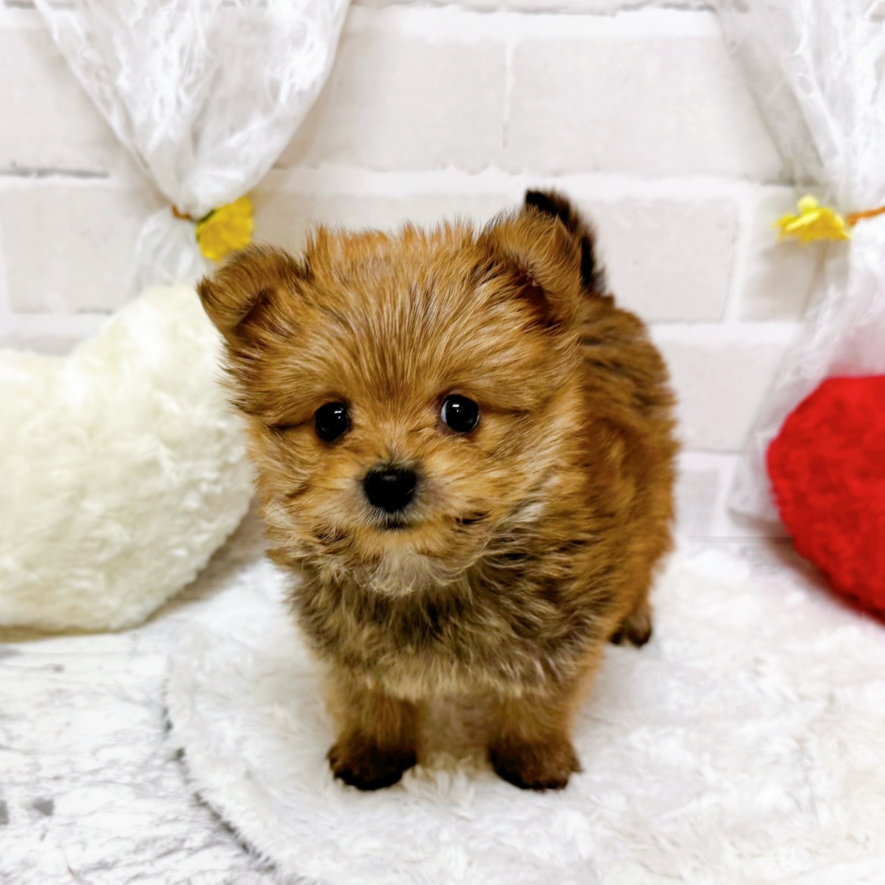 京都府のポメキー(ポメラニアン×ヨークシャーテリア) (犬の家＆猫の里京都精華店/2026年2月12日生まれ/女の子/レッド)の子犬の3枚目の画像