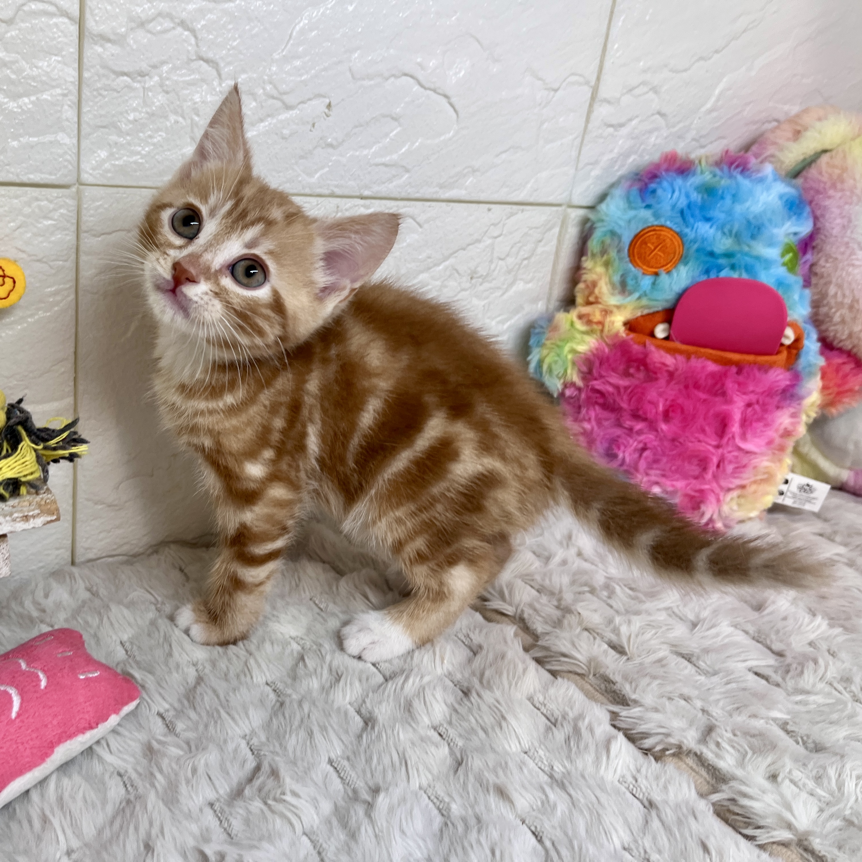 兵庫県のアメリカンショートヘアー (犬の家＆猫の里ゆめタウン姫路店/2026年2月11日生まれ/男の子/レッドタビーホワイト)の子猫の3枚目の画像