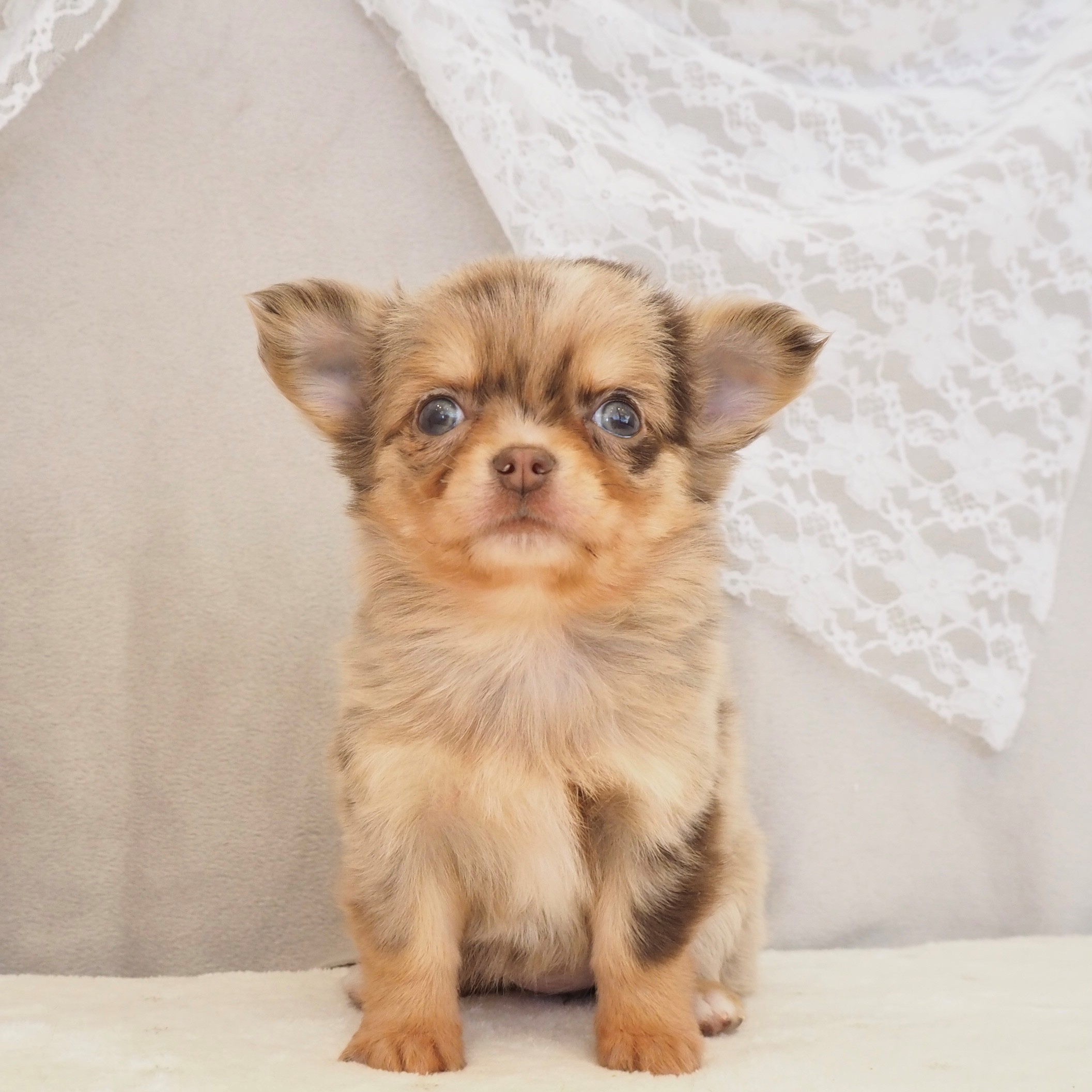 大阪府のチワワ(ロング) (犬の家＆猫の里もりのみやキューズモールBASE店/2026年2月12日生まれ/女の子/チョコレートマール)の子犬の3枚目の画像