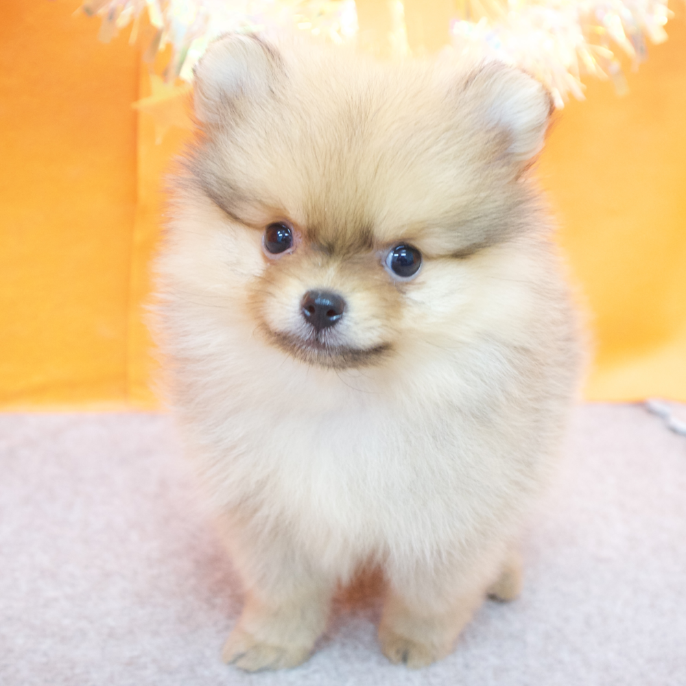 大阪府のポメラニアン (犬の家＆猫の里吹田店/2026年2月12日生まれ/女の子/オレンジ)の子犬の3枚目の画像