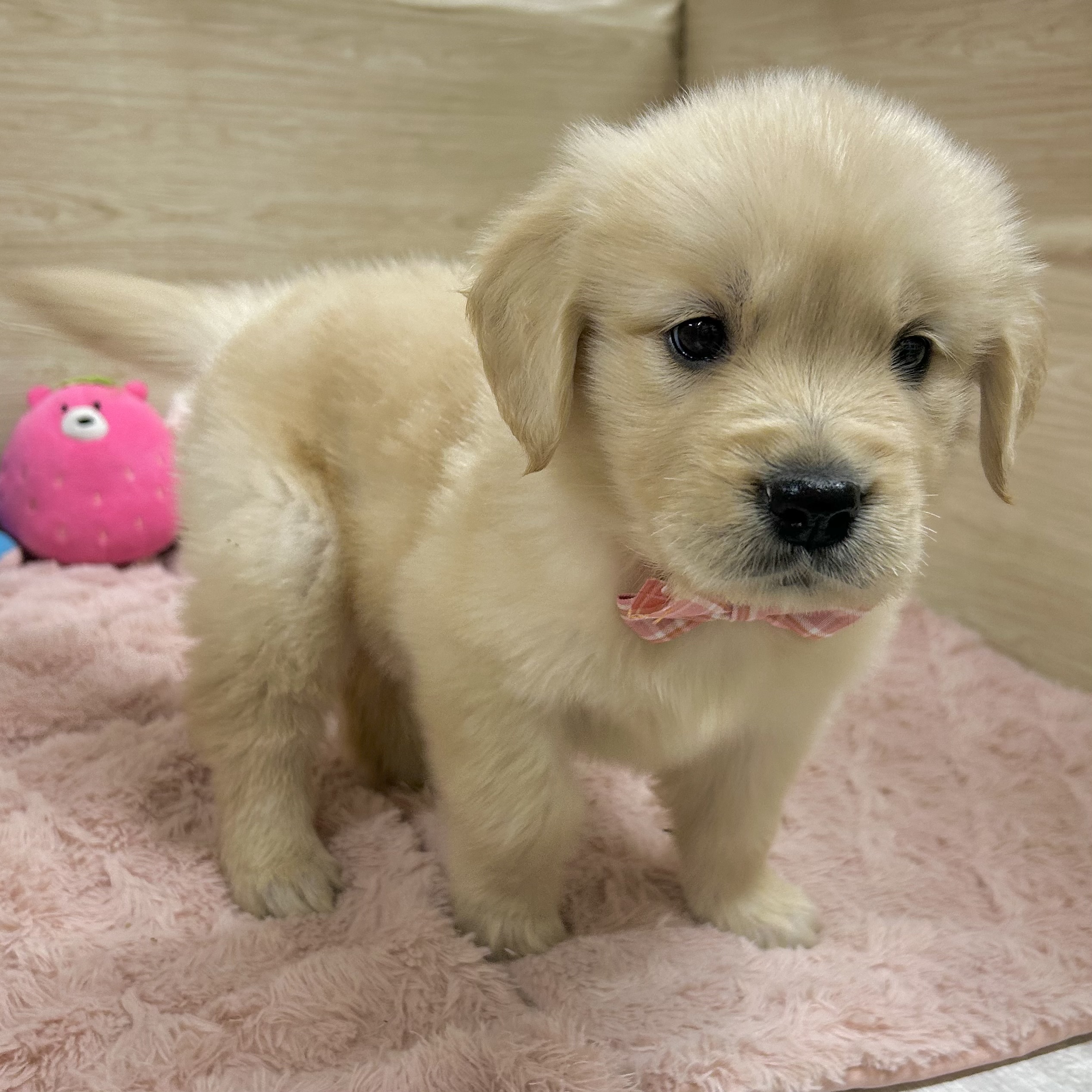大阪府のゴールデンレトリバー (犬の家＆猫の里そよら東岸和田店/2026年2月12日生まれ/女の子/ゴールデン)の子犬の3枚目の画像