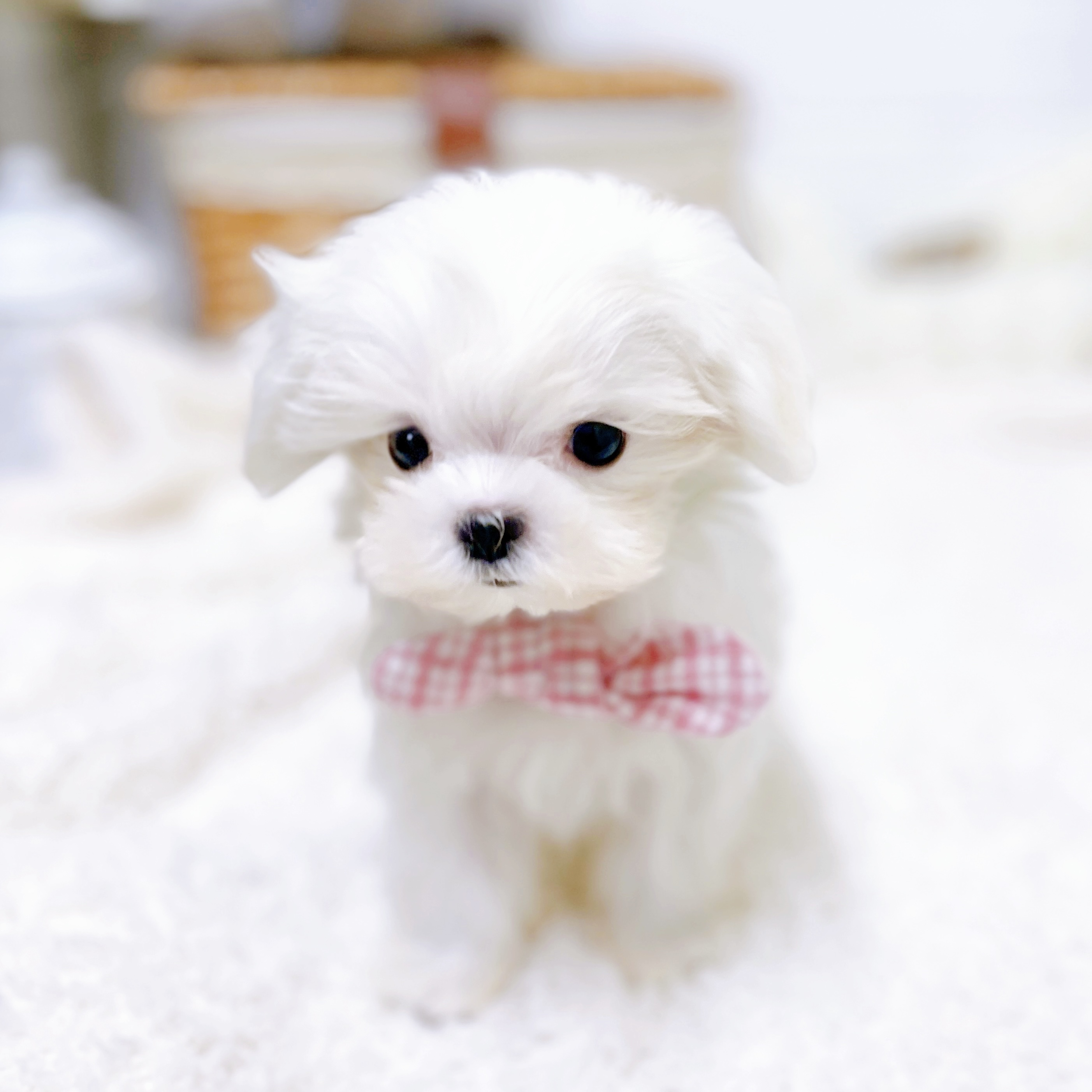 滋賀県のマルチーズ (犬の家＆猫の里近江八幡店/2026年2月2日生まれ/女の子/ホワイト)の子犬の3枚目の画像