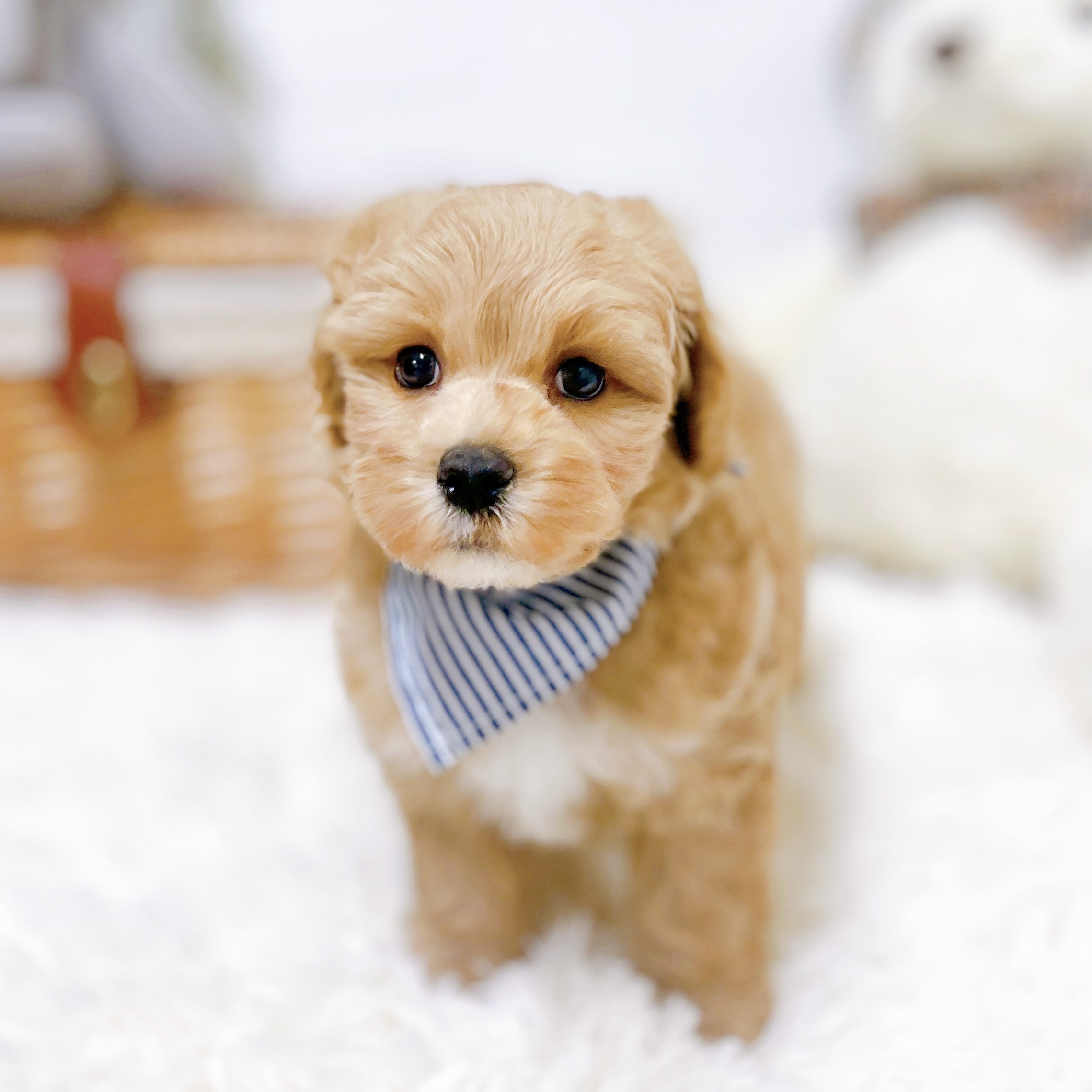 滋賀県のマルプー(マルチーズ×プードル) (犬の家＆猫の里近江八幡店/2026年2月12日生まれ/男の子/クリーム)の子犬の3枚目の画像