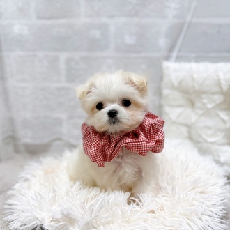 滋賀県のマルチーズ (犬の家＆猫の里長浜店/2026年2月9日生まれ/女の子/ホワイト)の子犬の3枚目の画像