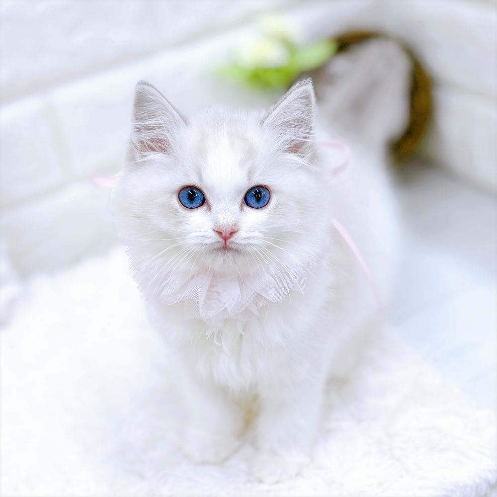 福井県のラグドール (犬の家＆猫の里アミーゴ福井店/2026年2月11日生まれ/女の子/ブルーリンクスポイントバイカラー)の子猫の3枚目の画像