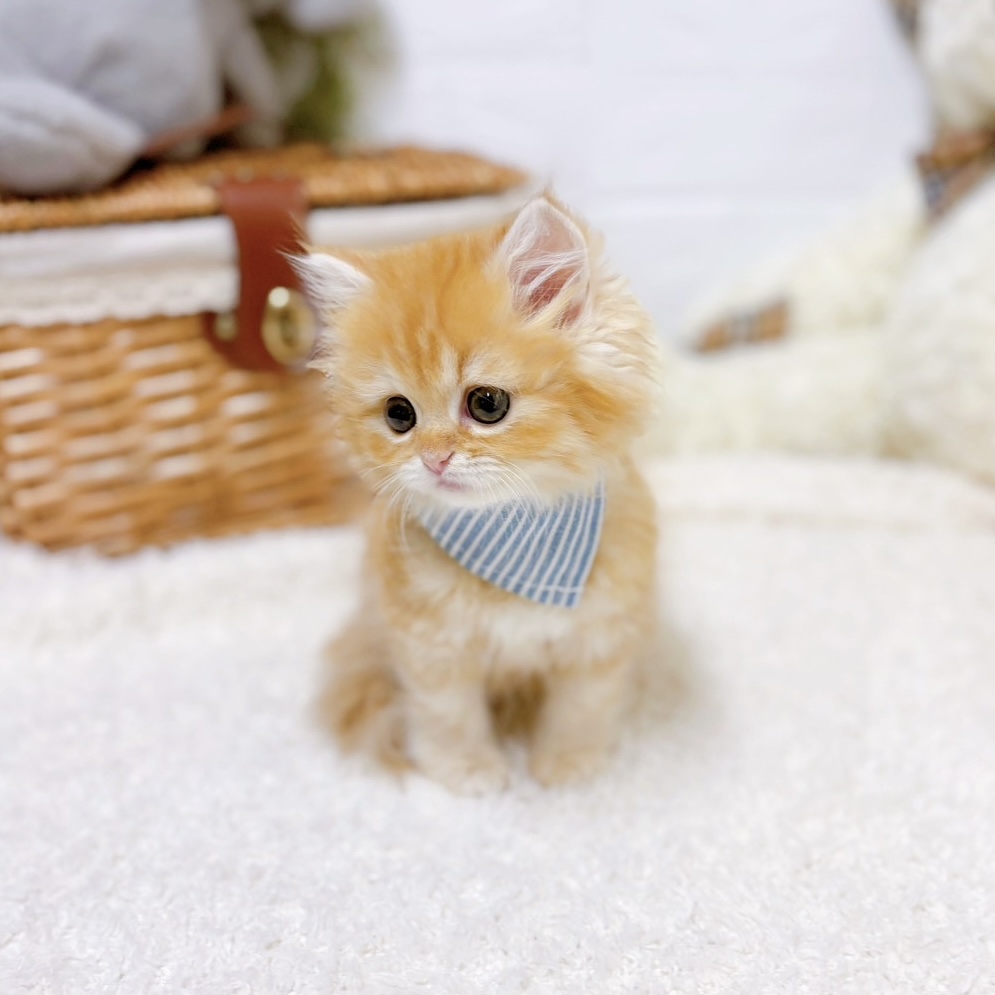 滋賀県のミヌエット (犬の家＆猫の里近江八幡店/2026年2月12日生まれ/男の子/レッドタビーホワイト)の子猫の3枚目の画像