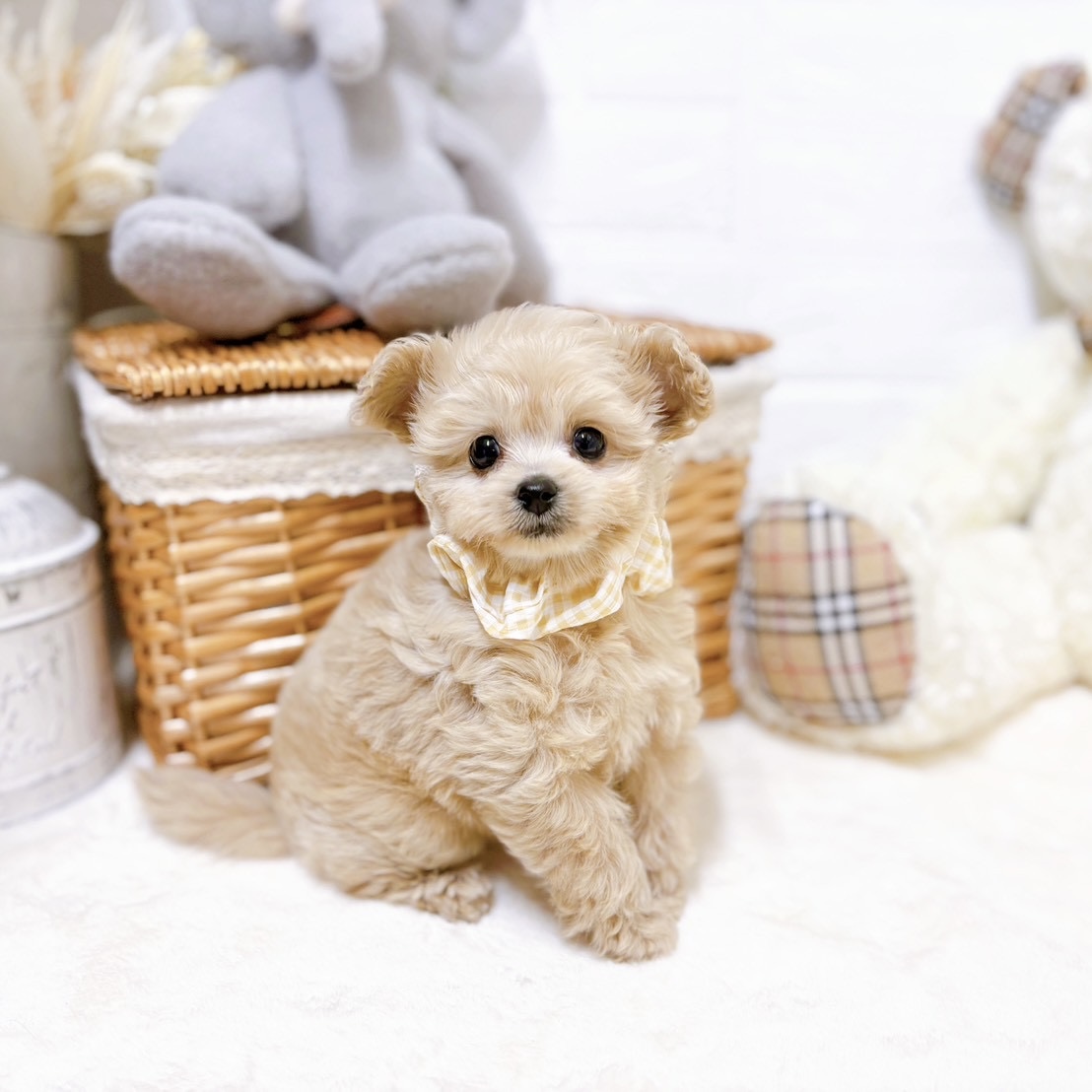 滋賀県のチワプー/プーチー(チワワ×プードル) (犬の家＆猫の里近江八幡店/2026年2月11日生まれ/女の子/クリーム)の子犬の3枚目の画像