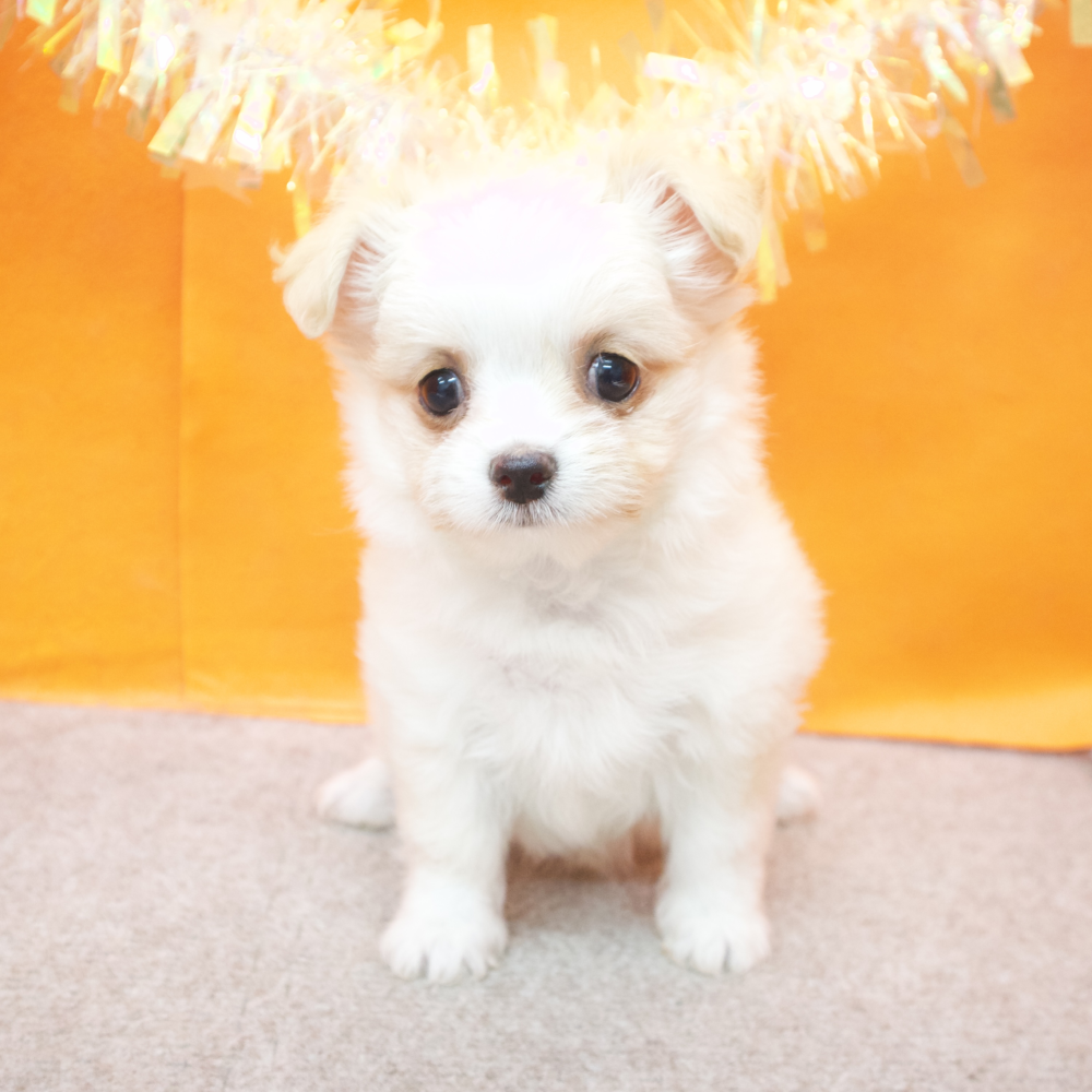 大阪府のチワマル/マルチワ(チワワ×マルチーズ) (犬の家＆猫の里吹田店/2026年2月10日生まれ/女の子/クリームホワイト)の子犬の3枚目の画像