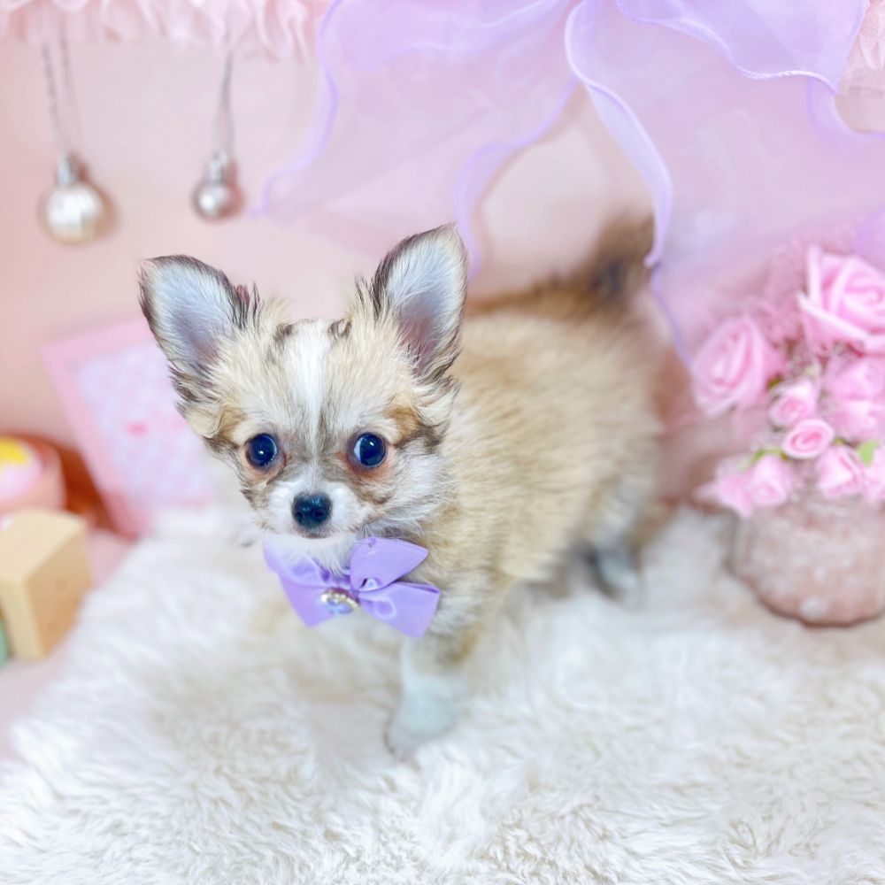 福井県のチワワ(ロング) (犬の家＆猫の里アミーゴ福井大和田店/2026年2月10日生まれ/女の子/フォーンホワイト)の子犬の3枚目の画像