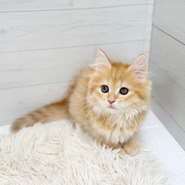 愛知県のマンチカン (犬の家＆猫の里豊田店/2026年2月13日生まれ/女の子/レッドタビー)の子猫の3枚目の画像