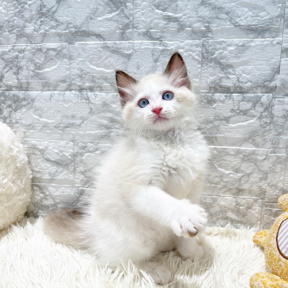 愛知県のラグドール (犬の家＆猫の里MiO香久山店/2026年2月13日生まれ/男の子/シールポイントバイカラー)の子猫の3枚目の画像