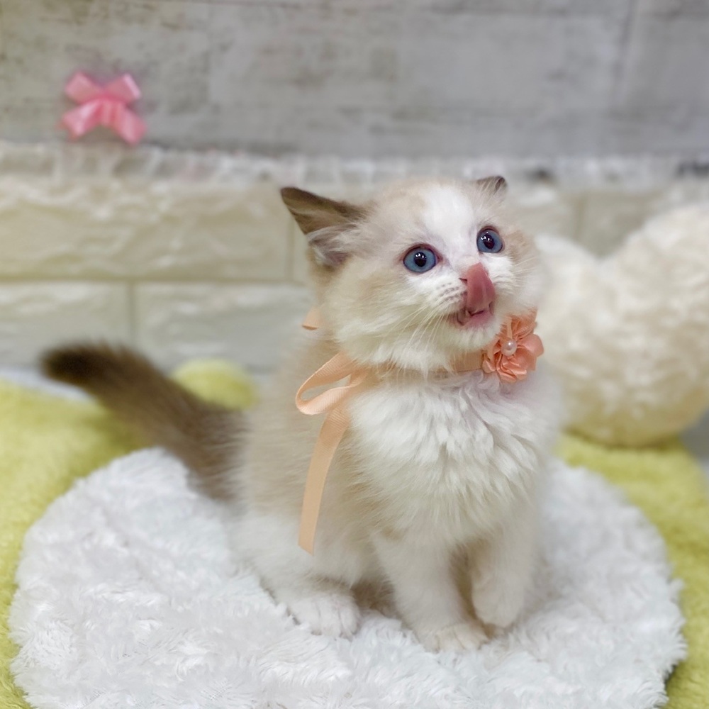静岡県のラグドール (犬の家＆猫の里プレ葉ウォーク浜北店/2026年2月13日生まれ/女の子/シールポイントバイカラー)の子猫の3枚目の画像
