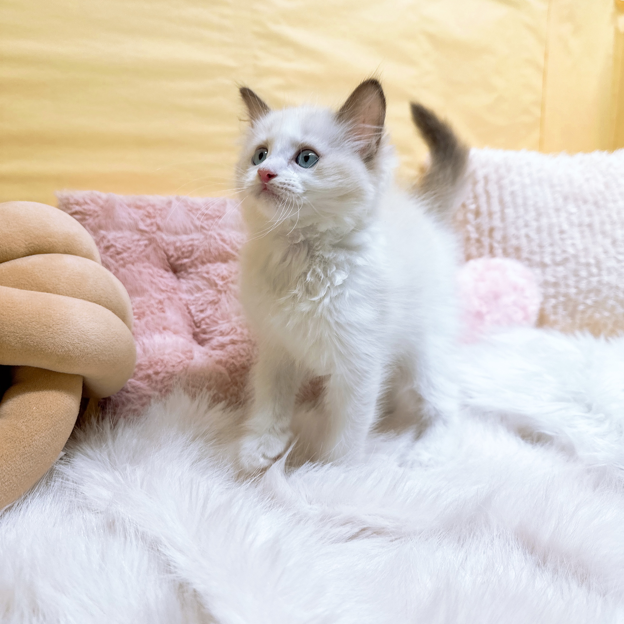 神奈川県のラグドール (犬の家＆猫の里元住吉ブレーメン通り店/2026年2月13日生まれ/女の子/シールポイントバイカラー)の子猫の3枚目の画像