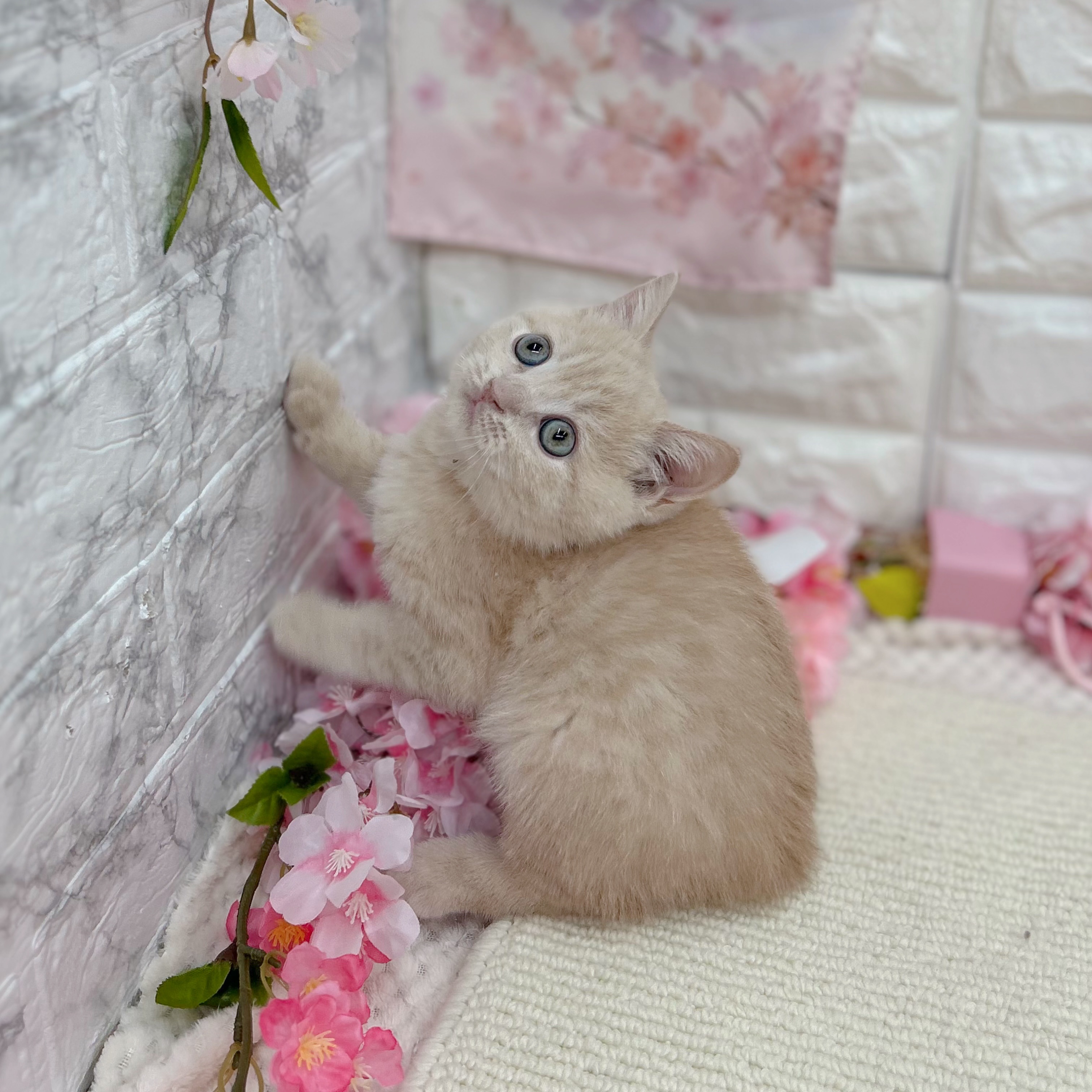 岐阜県のブリティッシュショートヘアー (犬の家＆猫の里岐南店/2026年2月14日生まれ/男の子/クリームタビー)の子猫の3枚目の画像