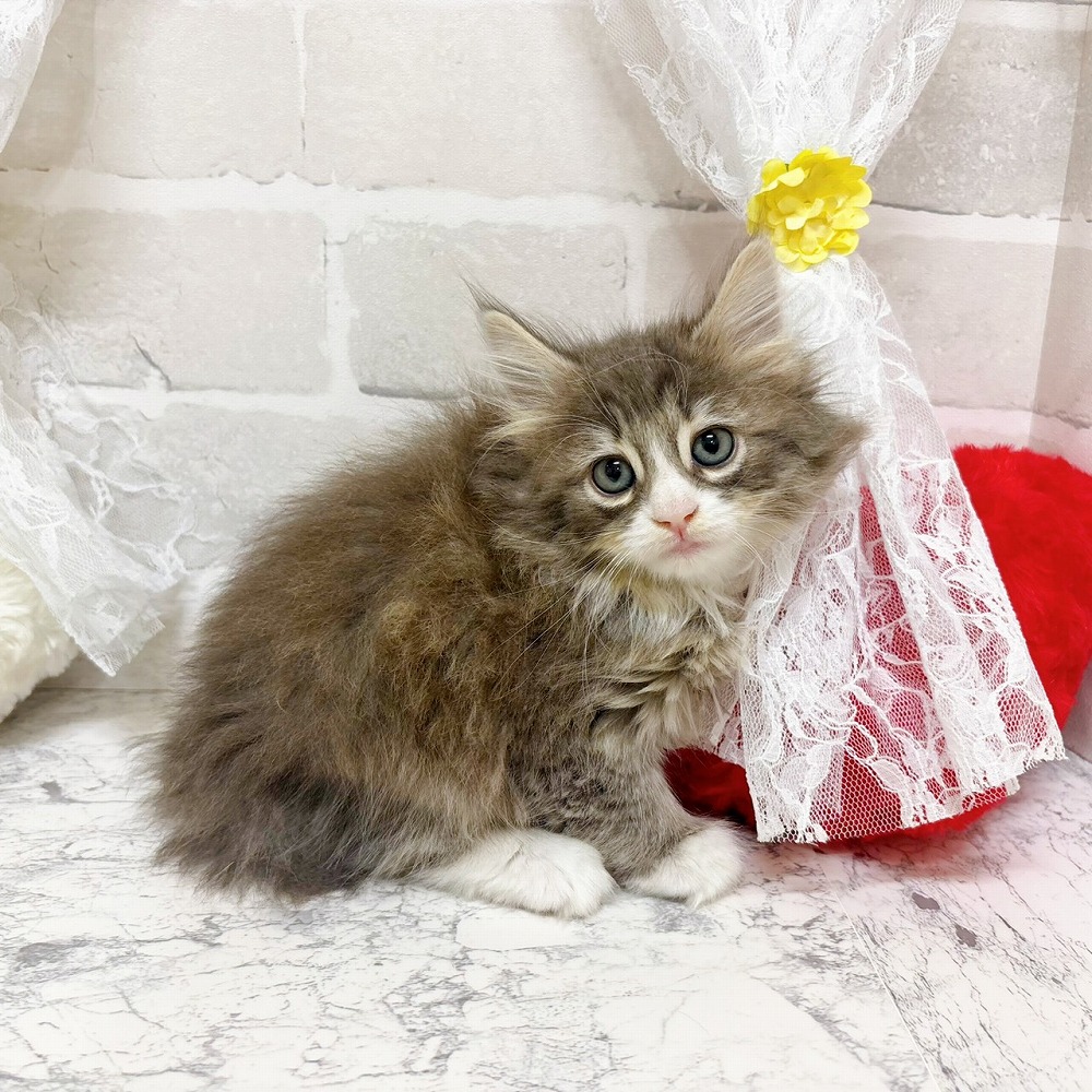 京都府のノルウェージャンフォレストキャット (犬の家＆猫の里京都精華店/2026年2月14日生まれ/男の子/ブルータビーホワイト)の子猫の3枚目の画像