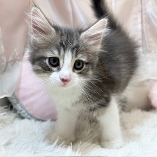 兵庫県のノルウェージャンフォレストキャット (犬の家＆猫の里カナート西神戸店/2026年2月14日生まれ/女の子/ブルータビーホワイト)の子猫の3枚目の画像