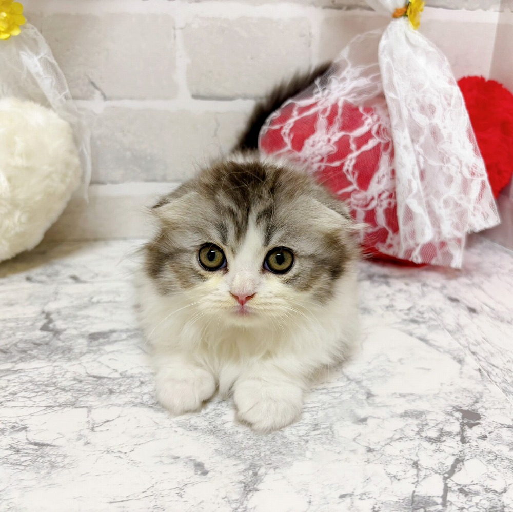京都府のスコティッシュフォールド (犬の家＆猫の里京都精華店/2026年2月14日生まれ/男の子/シルバータビーホワイト)の子猫の3枚目の画像
