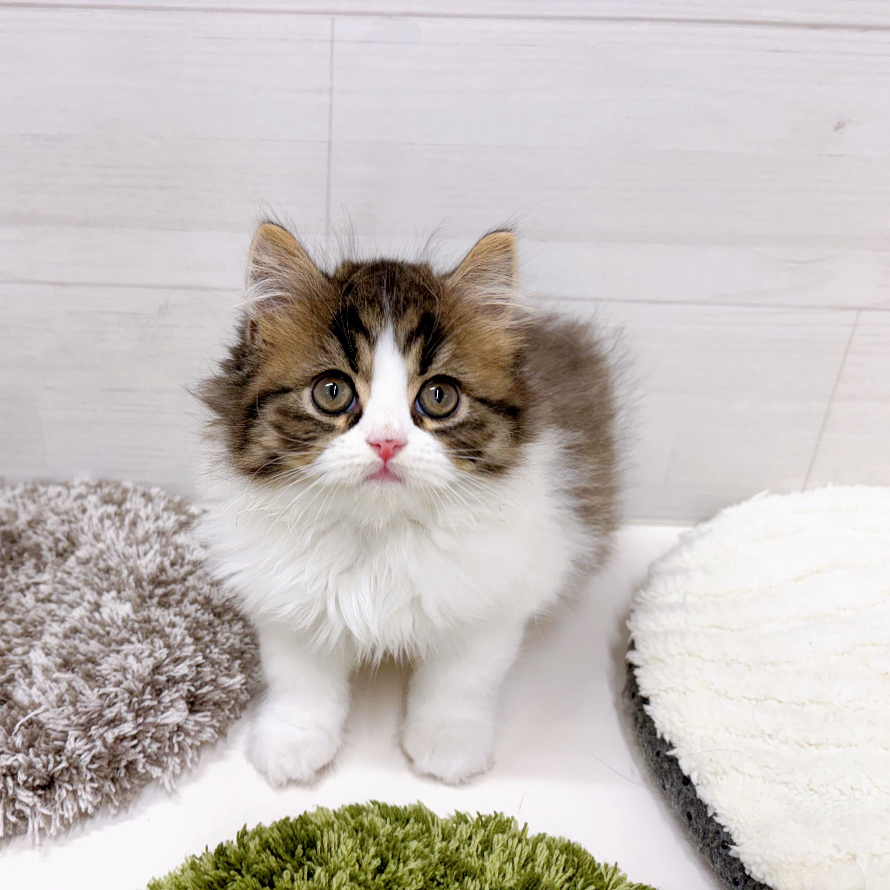 石川県のスコティッシュストレート (犬の家＆猫の里アミーゴ金沢おこばた店/2026年2月14日生まれ/男の子/ブラウンタビーホワイト)の子猫の3枚目の画像