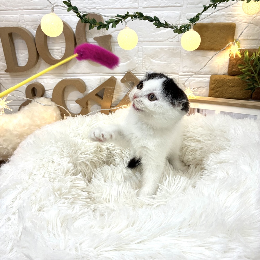 千葉県のスコティッシュフォールド (犬の家＆猫の里ワンズモール稲毛店/2026年2月14日生まれ/男の子/ブラックホワイト)の子猫の3枚目の画像