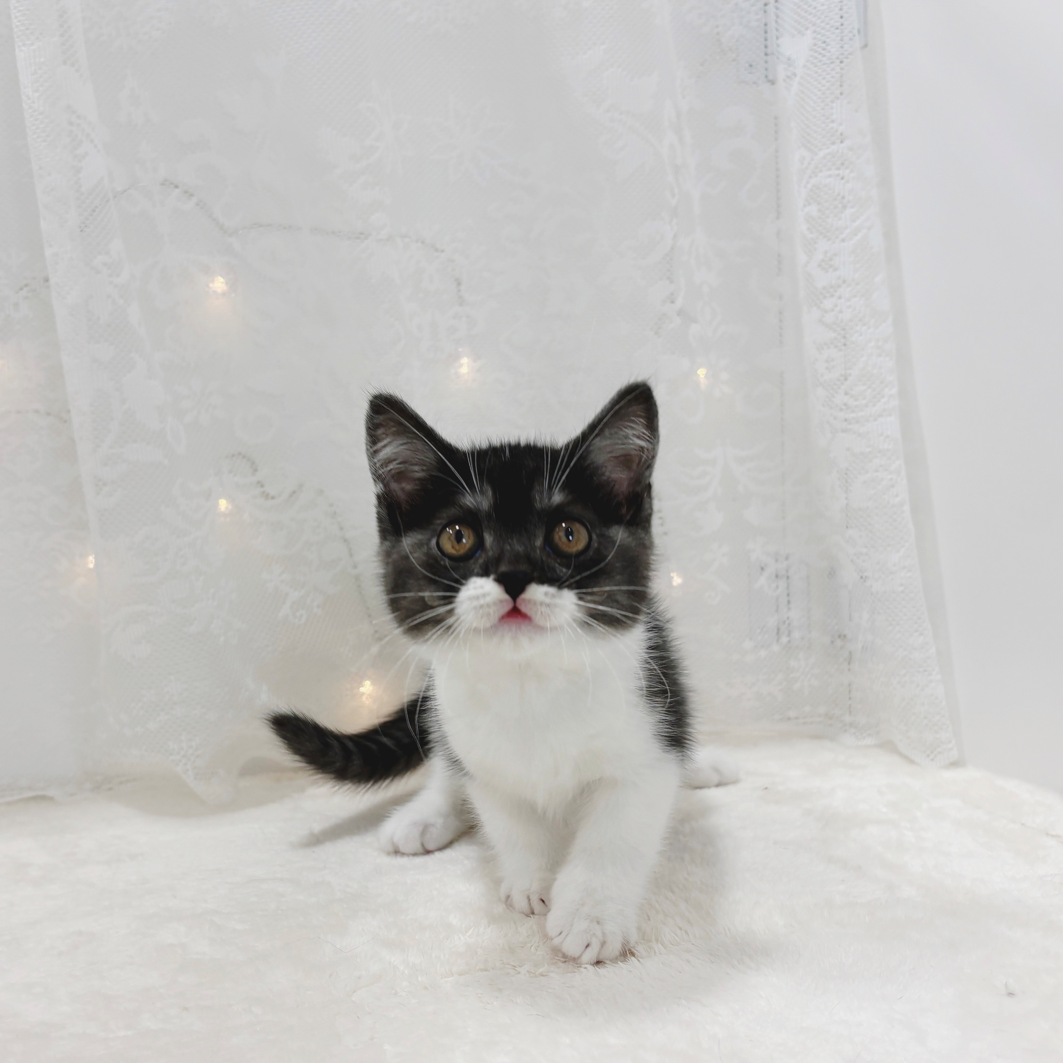 千葉県のスコティッシュストレート (犬の家＆猫の里BIGHOPガーデンモール印西店/2026年2月14日生まれ/男の子/ブラックスモークホワイト)の子猫の3枚目の画像