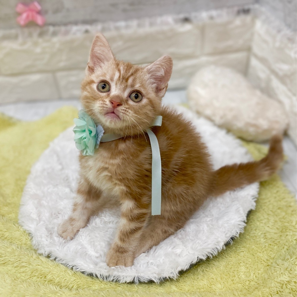 静岡県のアメリカンショートヘアー (犬の家＆猫の里プレ葉ウォーク浜北店/2026年2月13日生まれ/男の子/カメオタビー)の子猫の3枚目の画像