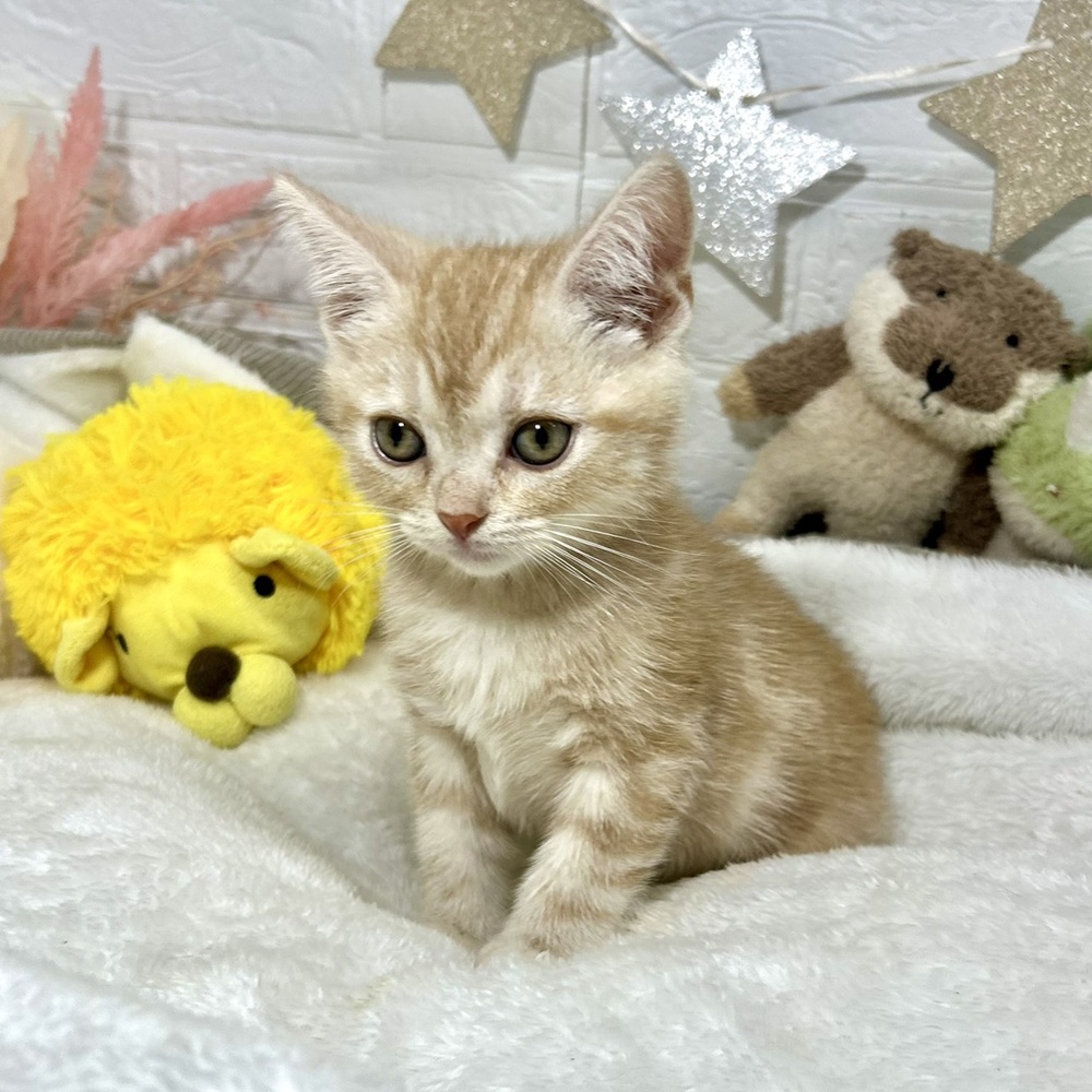 兵庫県のアメリカンショートヘアー (犬の家＆猫の里ニッケパークタウン加古川店/2026年2月13日生まれ/男の子/クリームタビー)の子猫の3枚目の画像